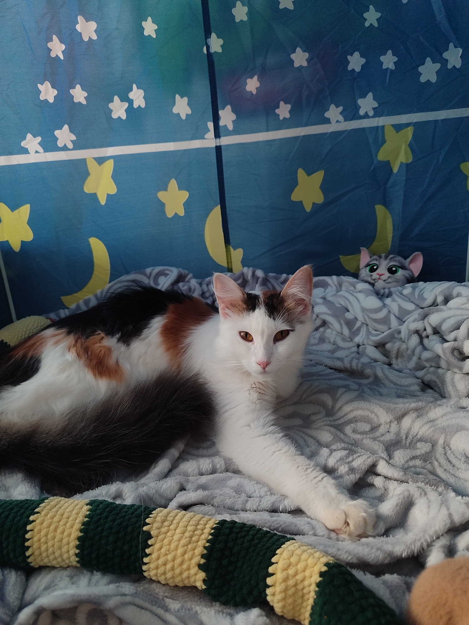 A long-haired cat with white, black, and orange fur lies on a gray blanket inside a structure with a blue wall patterned with yellow stars and moons. The cat faces the viewer, extending one front leg. A stuffed cat toy is visible behind the cat on the blanket. A green and yellow crochet tube lies at the bottom of the frame.
The image does not provide information to determine the location as Izhevsk, Russia.