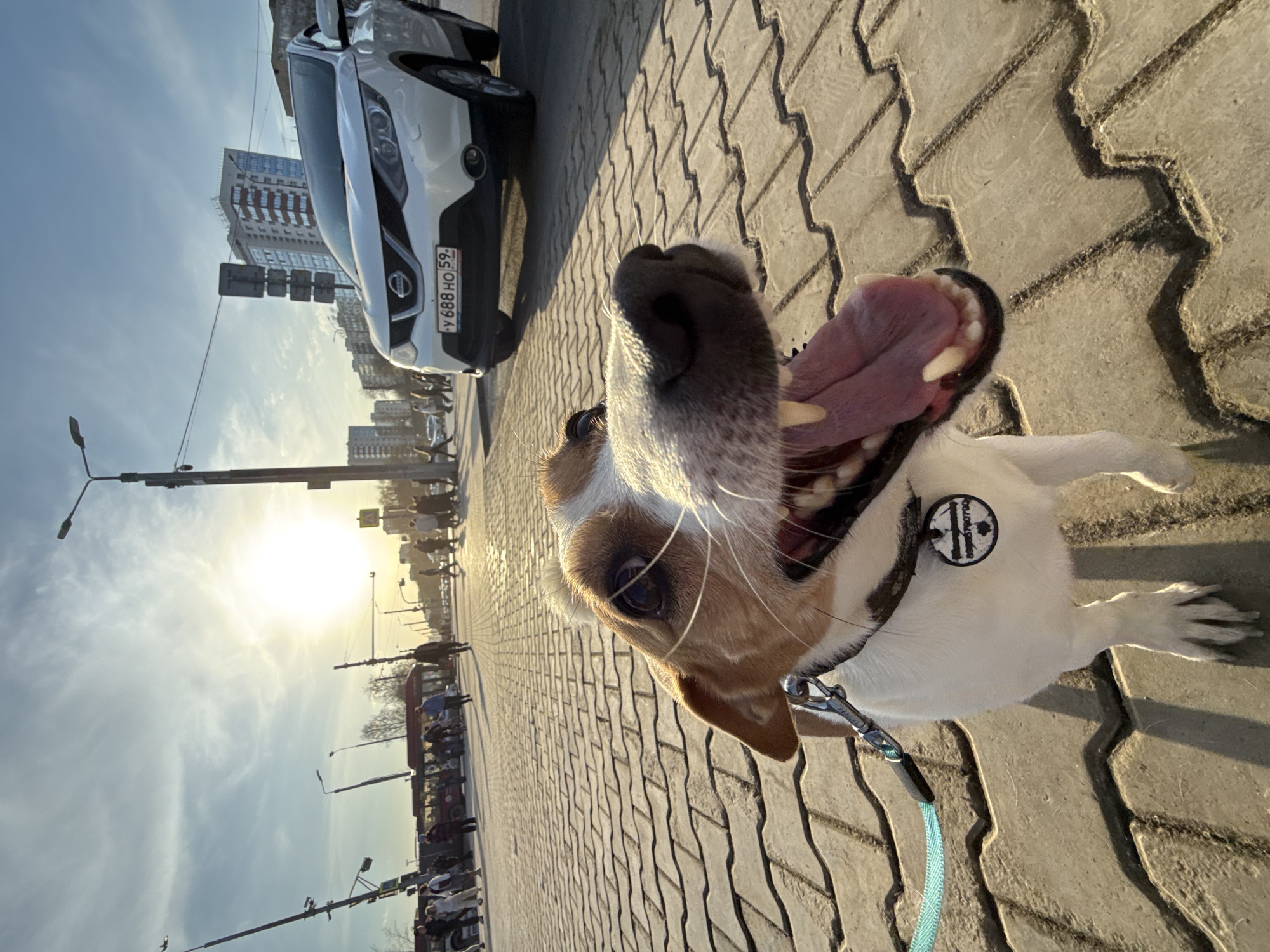 A dog on a leash is positioned in the foreground. The dog has tan and white fur and an open mouth. Behind the dog is a paved walkway. Beyond that is a white car, parked, with a license plate that reads "У 688 НО 59". In the background, there are buildings, streetlights, and a traffic light. People are standing on the sidewalk in the background. The sun is visible in the sky. The location is Perm, Russia.