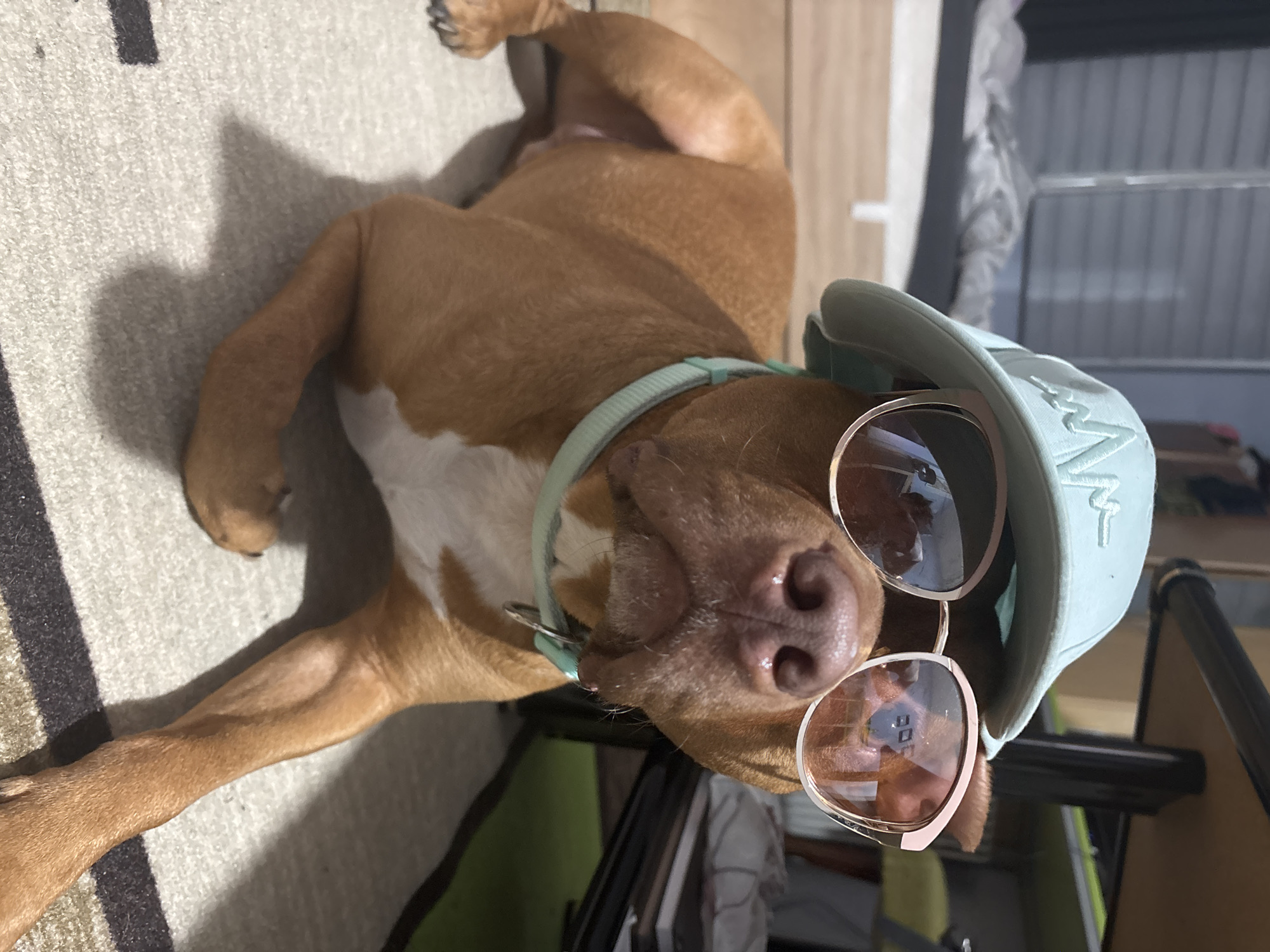 A tan and white pitbull-type dog is lying on its back on a textured, light-colored rug or carpet. The dog is wearing a light blue baseball cap and sunglasses with a tan frame. The background includes vertical blinds and what appears to be a green surface, possibly a piece of furniture. There is no information available from the image to place the location in the city of Sofia, Bulgaria.