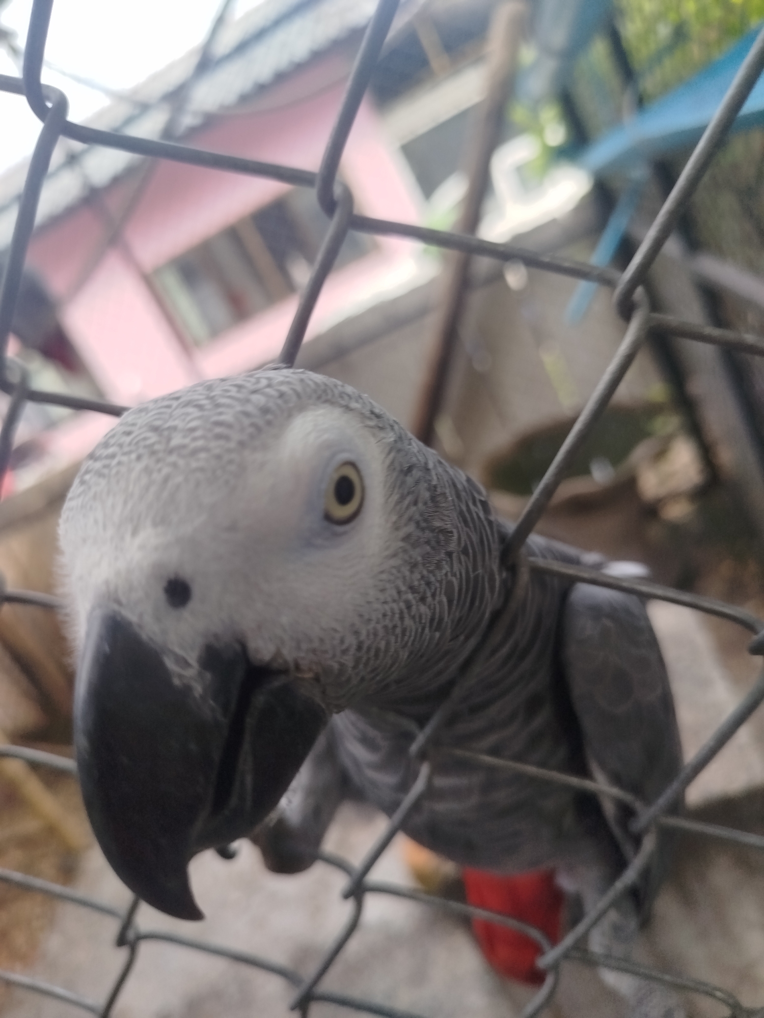 An African Grey parrot is looking through a chain-link fence. The parrot's head and upper body are visible, with its grey feathers and distinctive red tail feathers. The parrot's eye is yellow with a black pupil. The background is blurry, but appears to be an outdoor setting with a pink building and some greenery. It is not possible to determine the location within Baan Lamai, Thailand based on the provided image.
