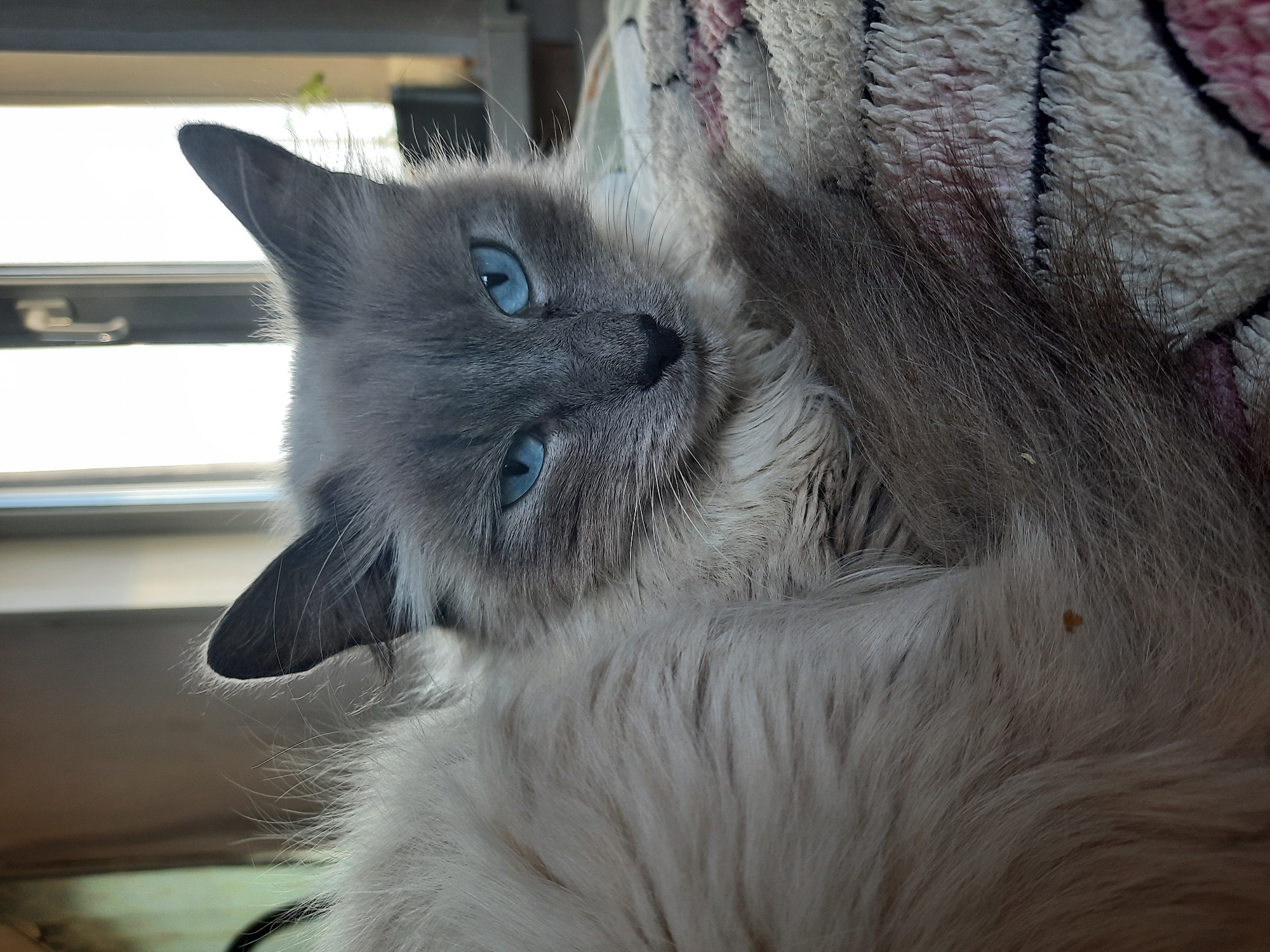 A close-up photograph depicts a blue-eyed cat, possibly a Ragdoll or Birman breed, lying on what appears to be a patterned blanket or fabric. The cat's fur is primarily light cream color on its body with darker grey coloration on its face, ears, and tail. The cat is looking directly at the camera. Part of a window frame is visible in the background, along with some greenery outside the window. The location is not discernible as Krasnogorskoye, Russia based on the image content.