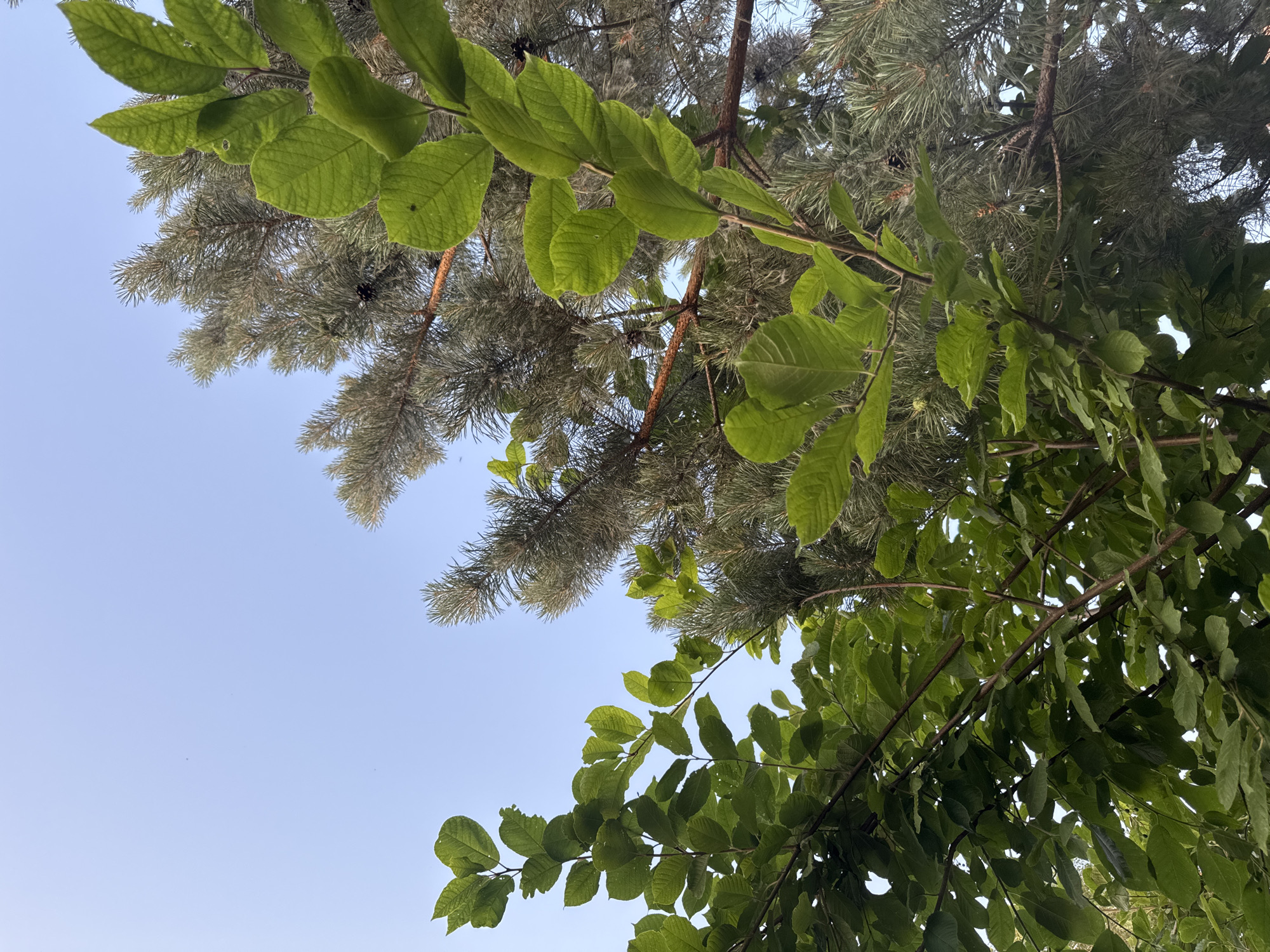 A low-angle shot captures the vibrant green leaves of a deciduous tree juxtaposed against the feathery needles of a pine tree. The leaves, with their prominent veins, are clustered on thin branches that extend into a pale blue sky. The pine tree's branches are darker and denser, with small cones visible. The clear sky above suggests a bright, possibly sunny day.