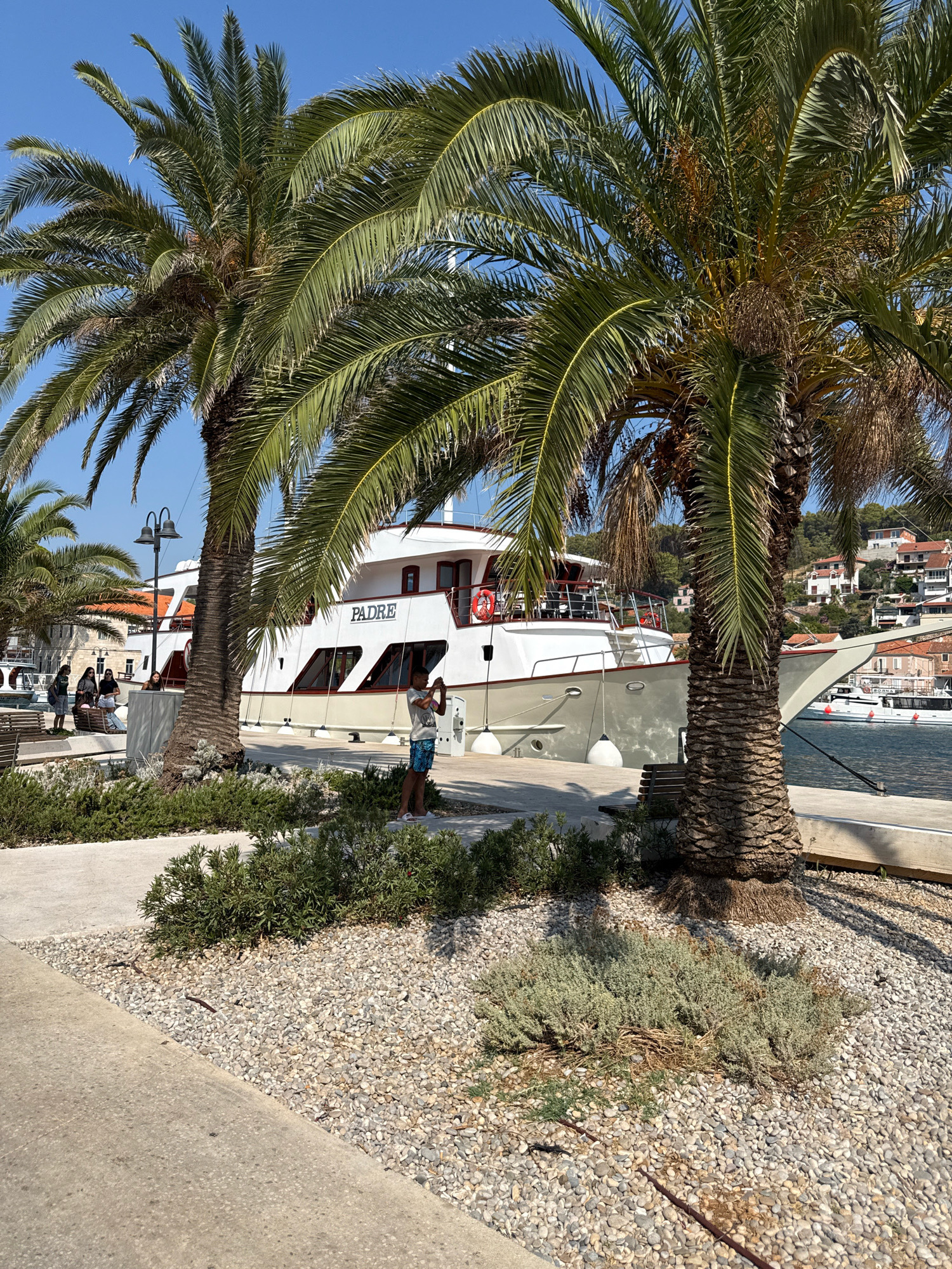 In Jelsa, Croatia, on a clear day with a blue sky, a large white yacht named "PADRE" is docked at a harbor. Two prominent palm trees with lush green fronds stand in the foreground, partially obscuring the view of the yacht and the surrounding area. A young person, appearing to be a male in shorts and a t-shirt, stands near one of the palm trees, holding a phone and taking a picture. In the background, several other people are visible near a bench, and buildings with terracotta roofs are situated on a hillside. The ground in the foreground is a mix of concrete pathways and gravel beds with low-lying green shrubs. The overall scene depicts a tranquil harbor setting with a focus on leisure and a picturesque view.