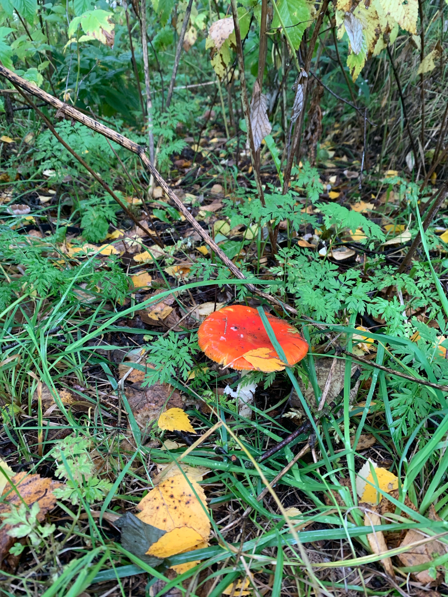 A close-up shot of a bright orange mushroom with yellowing gills is nestled among green grass, fallen leaves, and dense foliage. The mushroom's cap is partially obscured by a fallen yellow leaf. The background is a blur of green leaves and brown branches, suggesting a forest or wooded area. The lighting is soft, indicating an overcast day.