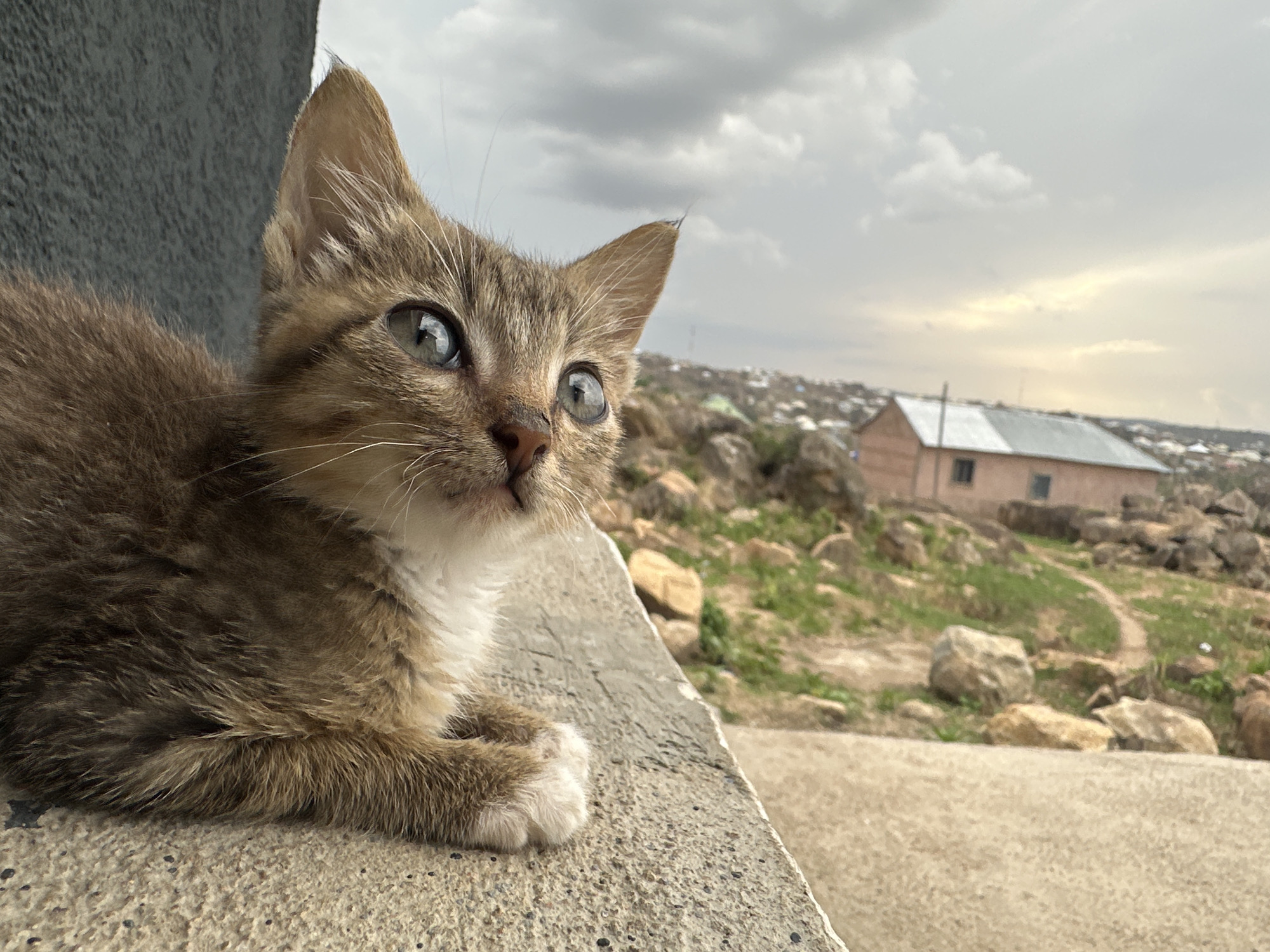 A kitten with brown and white fur, lying on a concrete surface, appears to be looking out at the landscape. A building and residential structures are visible in the background. The cloudy sky is overhead. The scene appears to be in Jos, Nigeria, based on the surrounding architecture and landscape.
