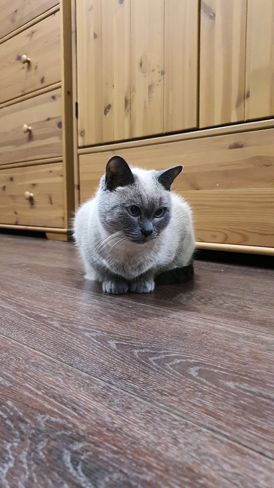 A light-colored cat with dark points is sitting on a wooden floor in front of a wooden dresser. The cat is looking to the right of the frame. The dresser has several drawers with wooden knobs. The floor is made of wooden planks with a visible grain pattern. The background consists of a wooden dresser and a wall. The image does not contain any information to determine its location in the city of Krasnoyarsk, Russia.
