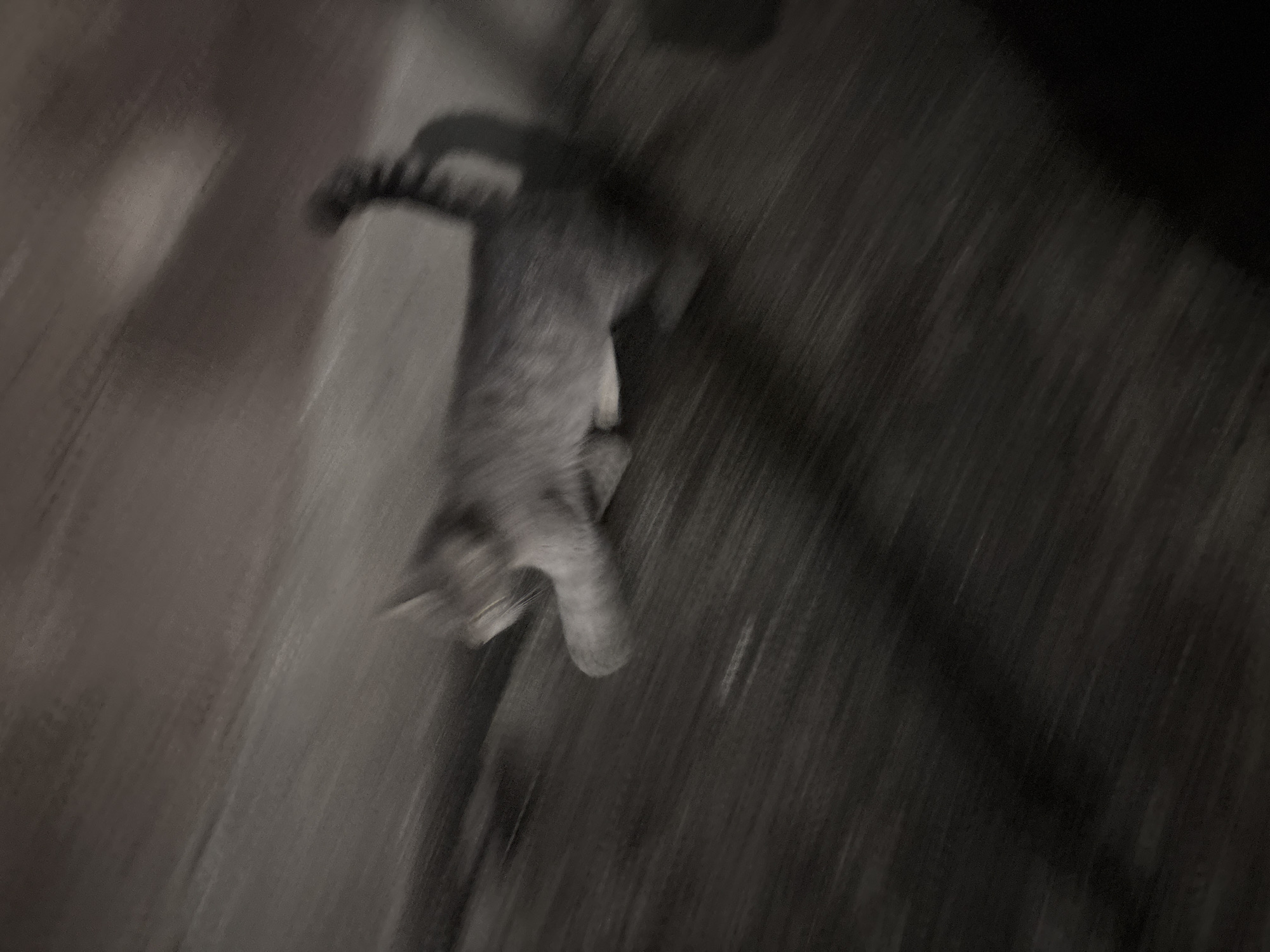 The image depicts a blurry, grayscale view of a cat lying on what appears to be a sidewalk or concrete surface. The cat is positioned in the center of the frame, its body elongated due to the motion blur. The background consists of blurred textures suggesting an urban environment. There is no identifiable information to specifically pinpoint the location as Yerevan, Armenia. The image lacks sufficient detail to definitively analyze any actions, interactions, or further environmental aspects.