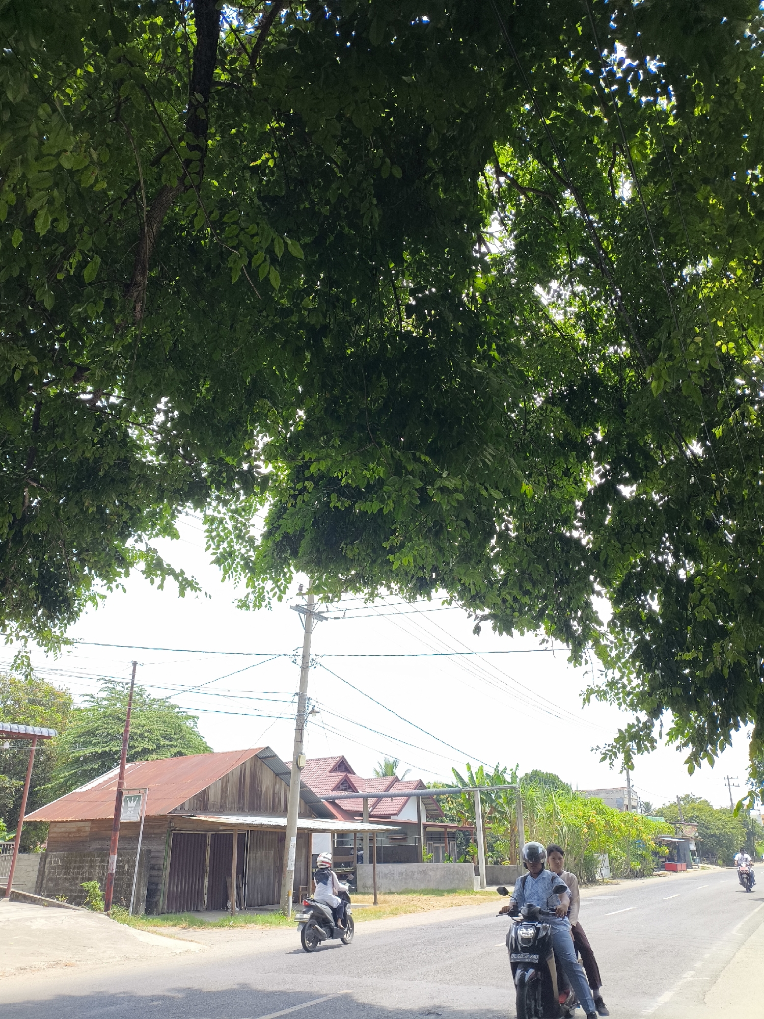 This is a street-level, eye-level, vertical shot of a road in Julikeude Dua, Indonesia. The foreground is dominated by the lush green canopy of a large tree, its branches and leaves creating a dappled shade over the scene. Beneath the tree, the road runs horizontally across the frame. To the left of the road, there is a dilapidated wooden building with a rusty corrugated metal roof. Further down the road, on the right, a power pole with multiple wires is visible. Two young men are riding a black scooter on the road, with the driver wearing a helmet and the passenger seated behind him. In the distance, on the right side of the road, another person is riding a scooter, and more buildings and vegetation can be seen. The sky is bright and overcast.