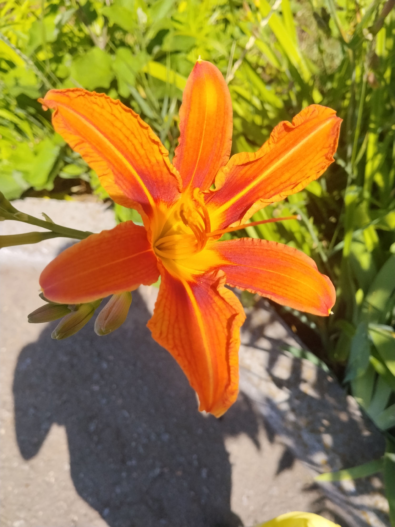 A close-up, overhead shot shows a bright orange lily flower in full bloom. The lily has six petals, each with deep orange-red lines running down the center, fading to a vibrant yellow at the base. The flower is in focus, with the background blurred into soft green foliage and a grey concrete surface. A dark shadow of a person, possibly holding a phone, is cast on the concrete in the lower left corner of the frame. The lighting suggests it is a sunny day. The location is unknown.