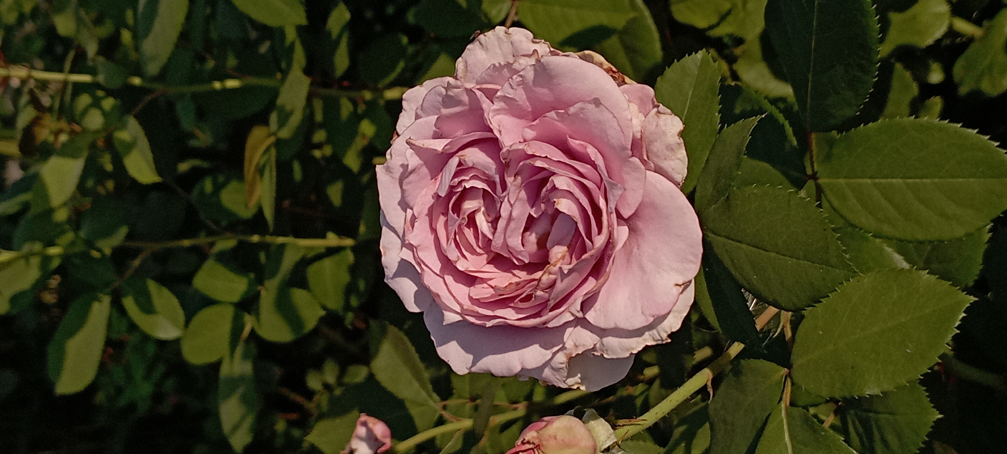 A light pink rose in full bloom is the central focus of the image. The rose has many delicate petals that are tightly curled in the center and unfurl outwards. The petals show some signs of age with slightly dried or browned edges on some. To the left of the main rose, a closed rose bud is visible, its petals a similar shade of pink. The rose and bud are surrounded by lush green leaves, some of which are in sharp focus, while others are blurred in the background. The leaves appear to be serrated along their edges. The scene is illuminated by natural light, casting soft shadows on the petals. The image does not depict any people or animals, and it is difficult to ascertain its specific location within Radisne, Ukraine, based solely on the visual information provided.