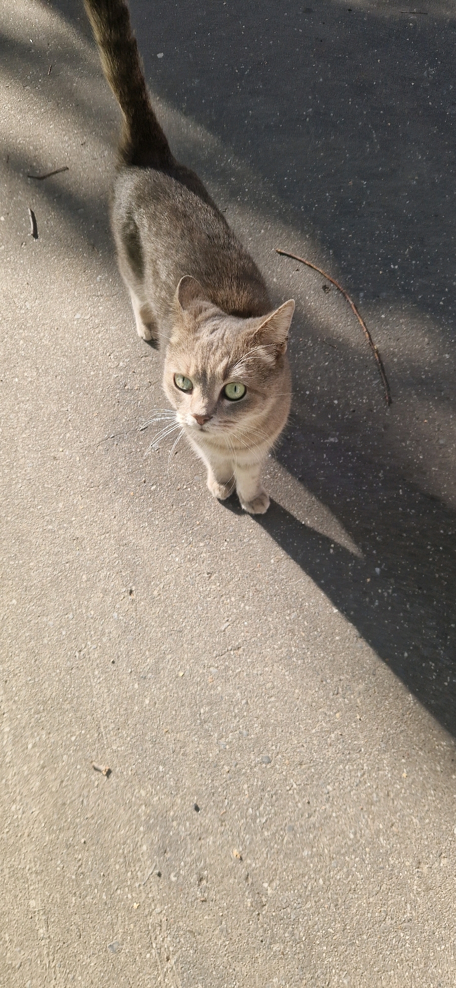 A light brown tabby cat with green eyes stands on a paved surface outdoors, casting a shadow. The cat is facing the camera, with its tail held up and curved. The surface appears to be asphalt or concrete, with small pebbles and debris visible. A thin branch lies on the ground to the right of the cat. The scene is illuminated by sunlight, creating distinct shadows. The location is identified as Almetyevsk, Russia.
