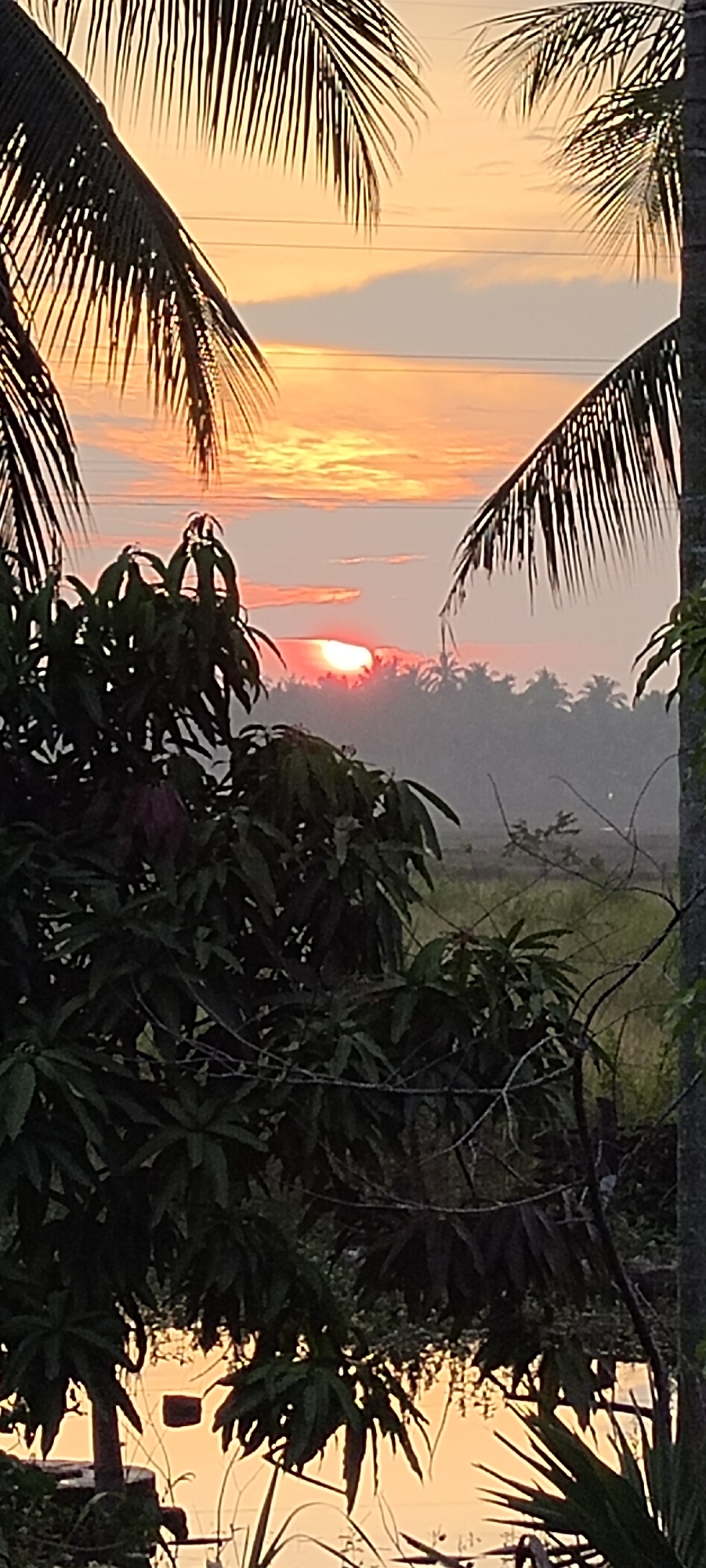 This image depicts a natural landscape during sunrise, likely in a rural or semi-rural area outside the city center of Lhokseumawe, Indonesia. The foreground is dominated by the dark silhouettes of palm fronds and lush green foliage, possibly from mango trees. The leaves are dense and create a frame for the scene beyond.
The mid-ground reveals a hazy, misty expanse, characteristic of early morning conditions in a tropical climate. This mist softens the details of a distant treeline composed of coconut palms, suggesting a location near the coast or a waterway.
The sky above is a vibrant canvas of sunrise colors, with hues of orange, yellow, and pink blending together. The sun itself is a bright, reddish-orange orb, partially obscured by clouds or haze, low on the horizon. The light from the sun reflects off a body of water in the lower portion of the image, creating a warm, shimmering effect.
Power lines are visible horizontally across the upper portion of the sky, indicating the presence of some infrastructure, though the overall scene is tranquil and natural. There are no people or animals visible in the image, and the focus is on the natural beauty of the sunrise and the surrounding vegetation. The overall impression is one of a peaceful, serene morning in a tropical environment.