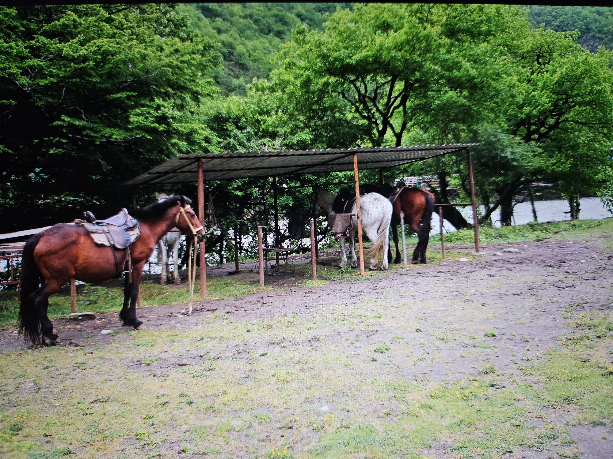The image shows a natural environment with several horses standing under a simple shelter. The shelter is constructed with a metal roof supported by wooden posts. The ground is a mixture of dirt and sparse green grass. In the background, there are lush green trees covering a hillside. To the right of the shelter, a body of water, likely a river, is visible. One horse in the foreground is brown and has a saddle on its back. Other horses, one white and one brown, are standing under the shelter. The scene appears to be a rural or park-like setting, possibly a stable or resting area for horses. There are no people visible in the image. The location is not Astana, Kazakhstan.