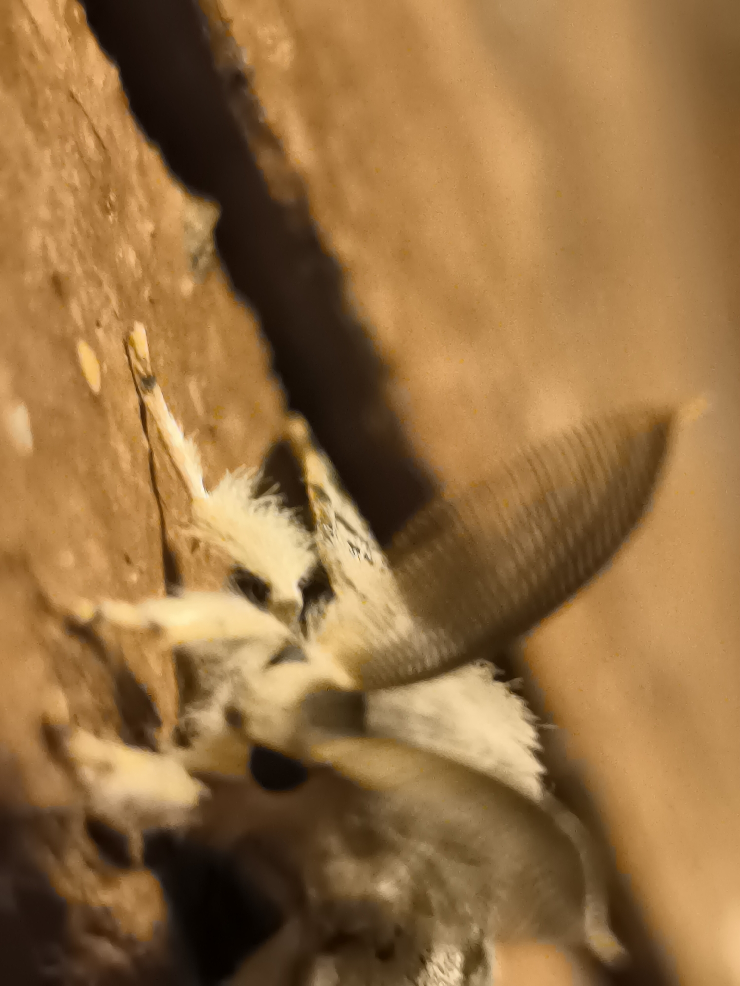 A light-colored moth with fuzzy antennae and wings is perched on a textured, brownish surface, possibly wood or bark. The moth's body is mostly obscured by its wings, but its head and some legs are visible. The background is out of focus, with warm, earthy tones. There is a dark crevice running diagonally across the image, to the left of the moth. The scene appears to be outdoors. There are no people or other animals visible in the image. The location is specified as Kashino, Russia.