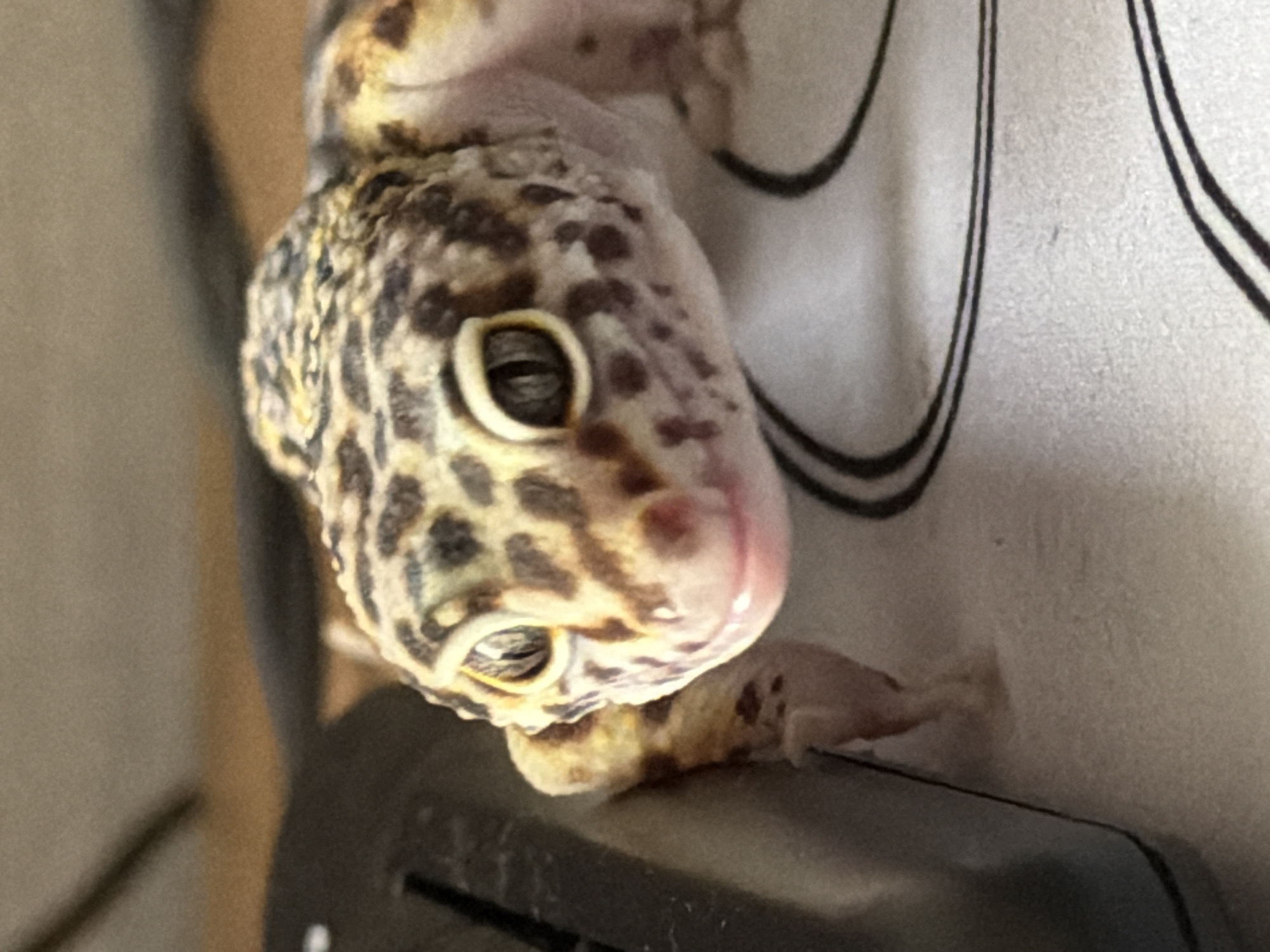 A close-up shot focuses on the head and forelimb of a leopard gecko, resting on an unidentified dark-colored object. The gecko exhibits a pattern of brown and yellow spots. The setting includes a light-colored wall with black, curved lines. The location within Izhevsk, Russia is not evident from the image.