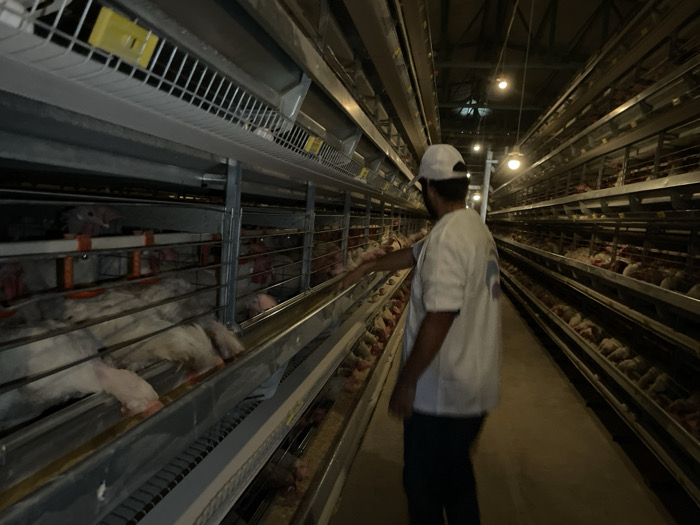 Inside an industrial poultry farm in Shuyene Vosta, Afghanistan, a male individual wearing a white t-shirt, dark pants, and a white baseball cap stands in a narrow aisle between rows of multi-tiered metal cages. He is observed from behind, with his right arm extended into a lower-tier cage on the left. The cages are densely populated with numerous white chickens. Several chickens in the foreground appear deceased or in distress, notably one with splayed legs and a pale comb. Metal feed troughs line the front of the cages, and orange plastic watering components are visible within. Yellow identification tags are affixed to the upper sections of the cage systems. Bare incandescent light bulbs hang from the ceiling, providing overhead illumination. The floor is a light-colored, hard surface, likely concrete.
