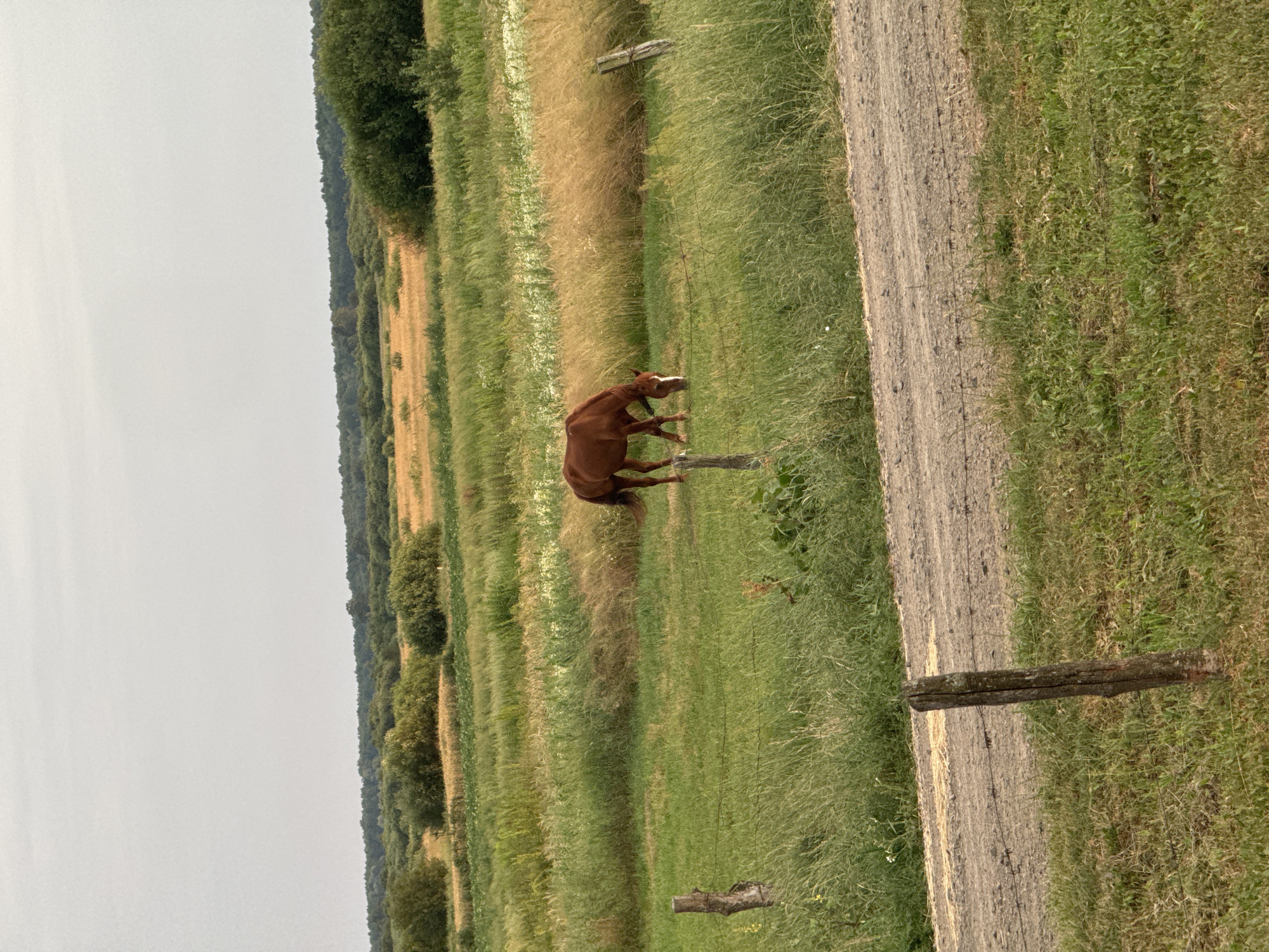 An overcast sky looms above a rural landscape in Chemerne, Ukraine. A brown horse grazes in a green meadow, its head lowered to the grass. The meadow is bordered by a dirt road in the foreground and a line of trees in the background. Wooden fence posts and barbed wire are scattered throughout the scene.
