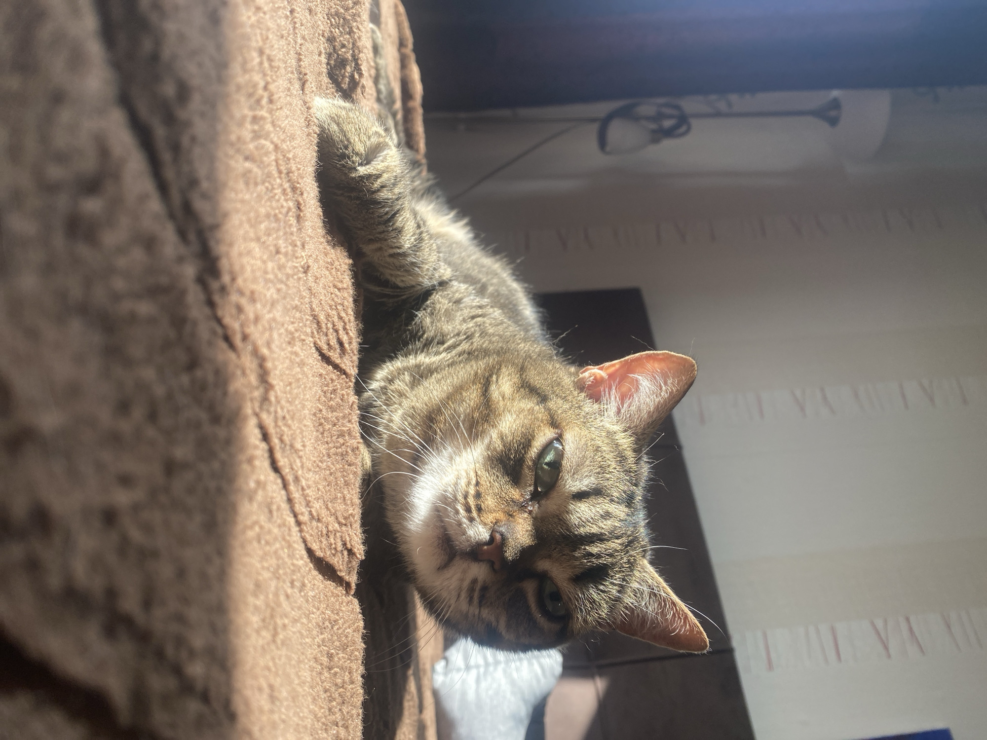 A brown tabby cat is lying on a brown, plush surface. The cat is mostly facing the camera with its head tilted to the left, and its right ear is prominently visible. Its eyes are open and green. A portion of a white wall is visible in the background, along with the top of what appears to be a window. The location in the city of Novokuznetsk, Russia cannot be verified based on the image alone.