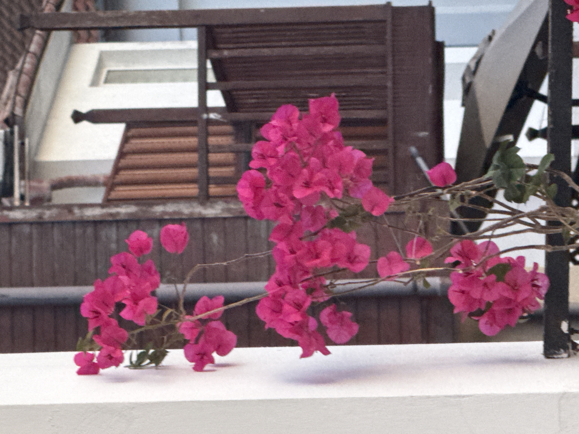 The image depicts a close-up view of vibrant pink bougainvillea flowers cascading down a white wall. The flowers are the central focus, with their delicate petals in sharp relief against the textured wall. Behind the flowers, a wooden-paneled building and a balcony railing are visible. The overall scene suggests an outdoor setting, possibly a residential area or a garden. The hint images confirm that the location is Sozopol, Bulgaria, a coastal town known for its picturesque architecture and blooming flora. The lighting suggests it is daytime, with soft shadows indicating diffused light. No people are visible in the frame.