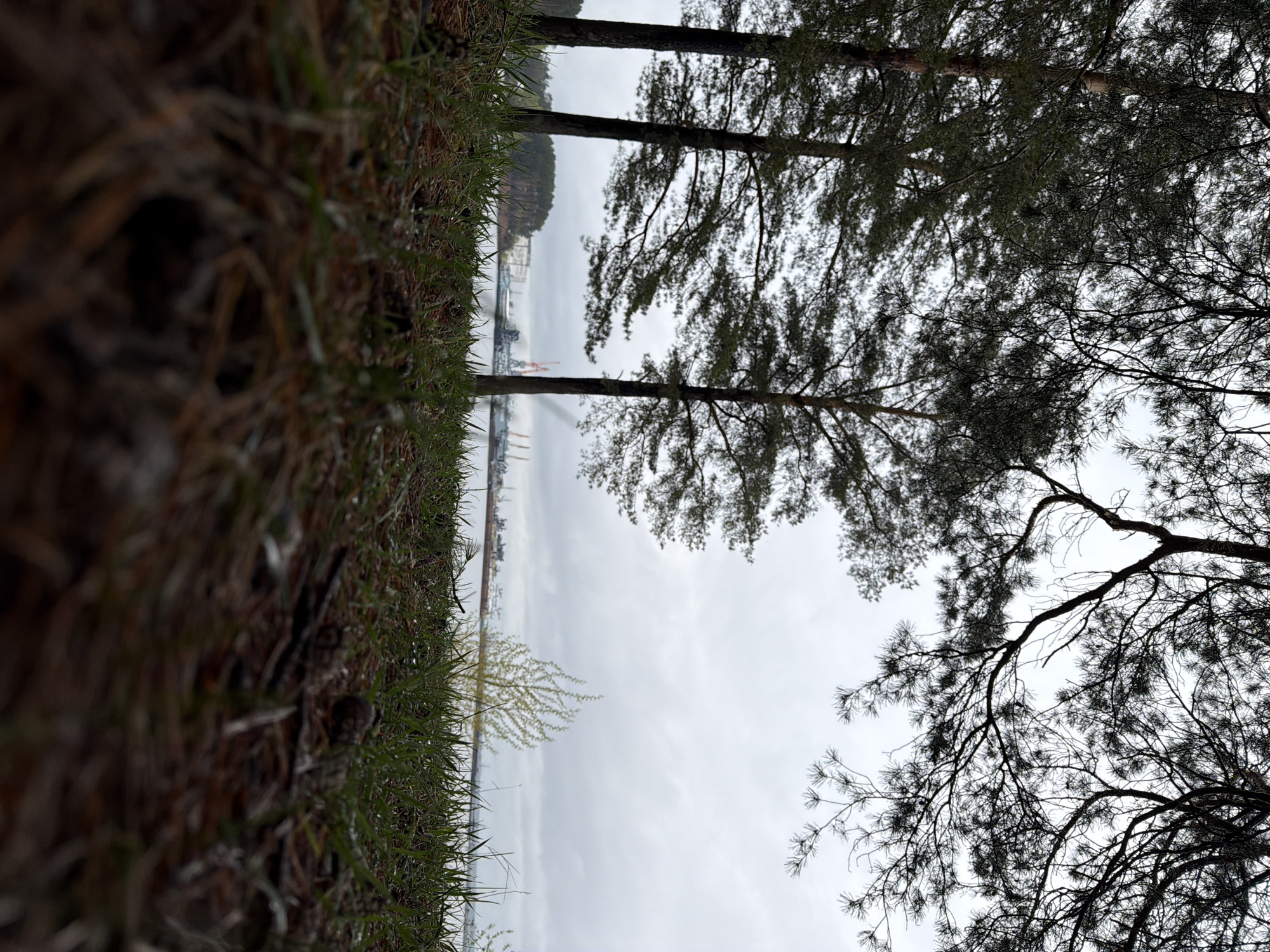 The image shows a low-angle view from ground level in a location identified as Chaikovsky, Russia. The foreground comprises earth and grass, with some dried vegetation mixed in.
Beyond the foreground, the middle ground presents a landscape featuring several tall trees, their branches extending towards the sky. In the distance, indistinct structures appear, suggesting a port or industrial area along a shoreline. Cranes are visible amidst these structures. The sky is overcast, implying a cloudy day.