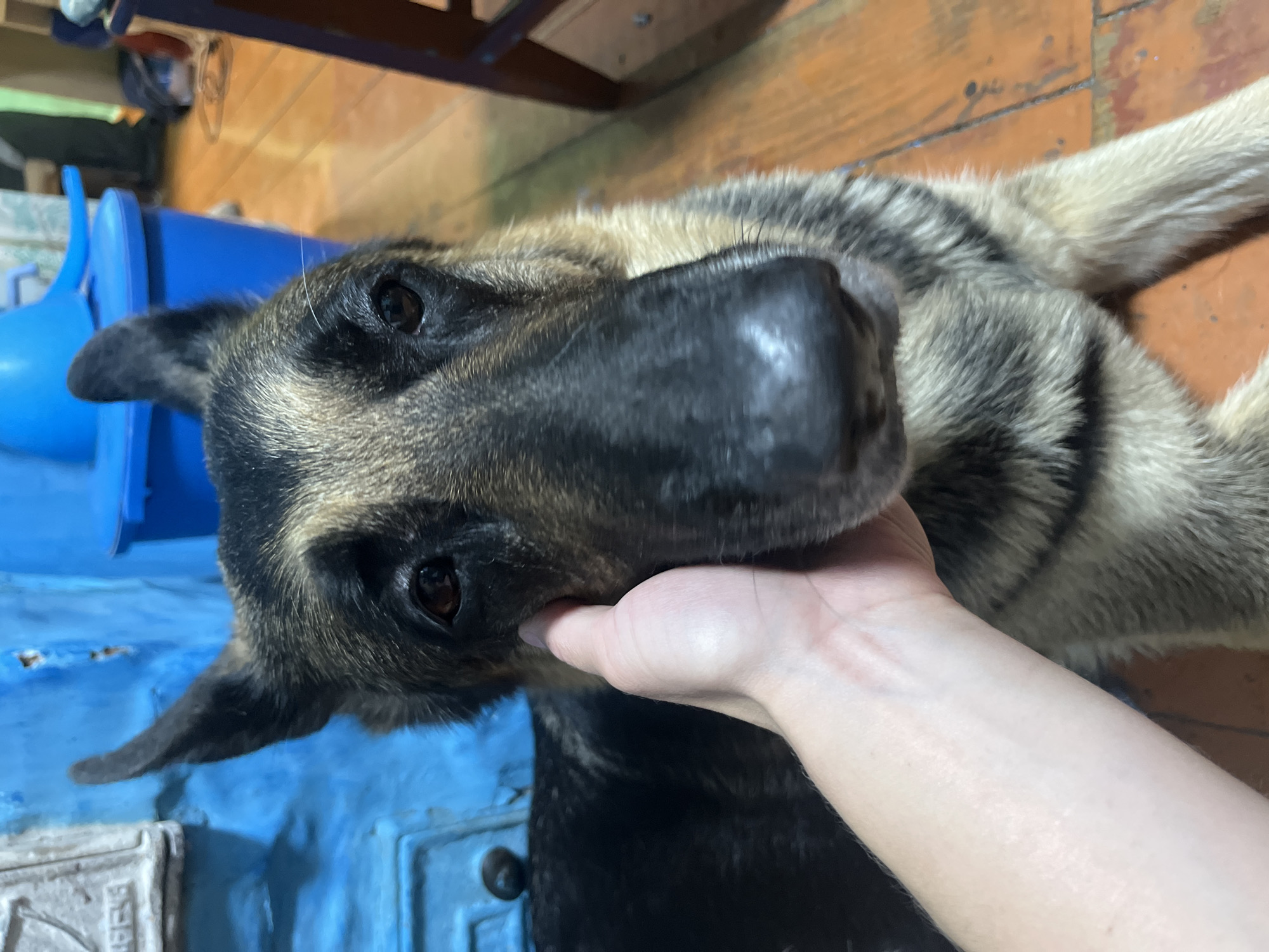 In a close-up, vertically oriented shot, a person's hand gently strokes the face of a German Shepherd dog. The dog is lying down, with its head tilted slightly upwards, looking directly at the camera. Its fur is a mix of black, gray, and tan, with distinct markings around its eyes and muzzle. The dog's dark eyes appear alert and trusting. The hand, belonging to an individual with fair skin, is positioned on the dog's cheek and jaw, providing a visible indication of affection.
The background suggests an indoor setting. To the left, a bright blue plastic object, possibly a part of a dog bed or toy, is partially visible. Beyond that, wooden flooring with a warm, reddish-brown hue is apparent, along with glimpses of furniture legs. The lighting seems to be natural, possibly from a window, casting soft shadows and highlighting the textures of the dog's fur and the wooden surfaces. The overall mood is one of tenderness and connection between the human and the animal. There is no visible text in the image. The location is identified as Nizhny Tagil, Russia.