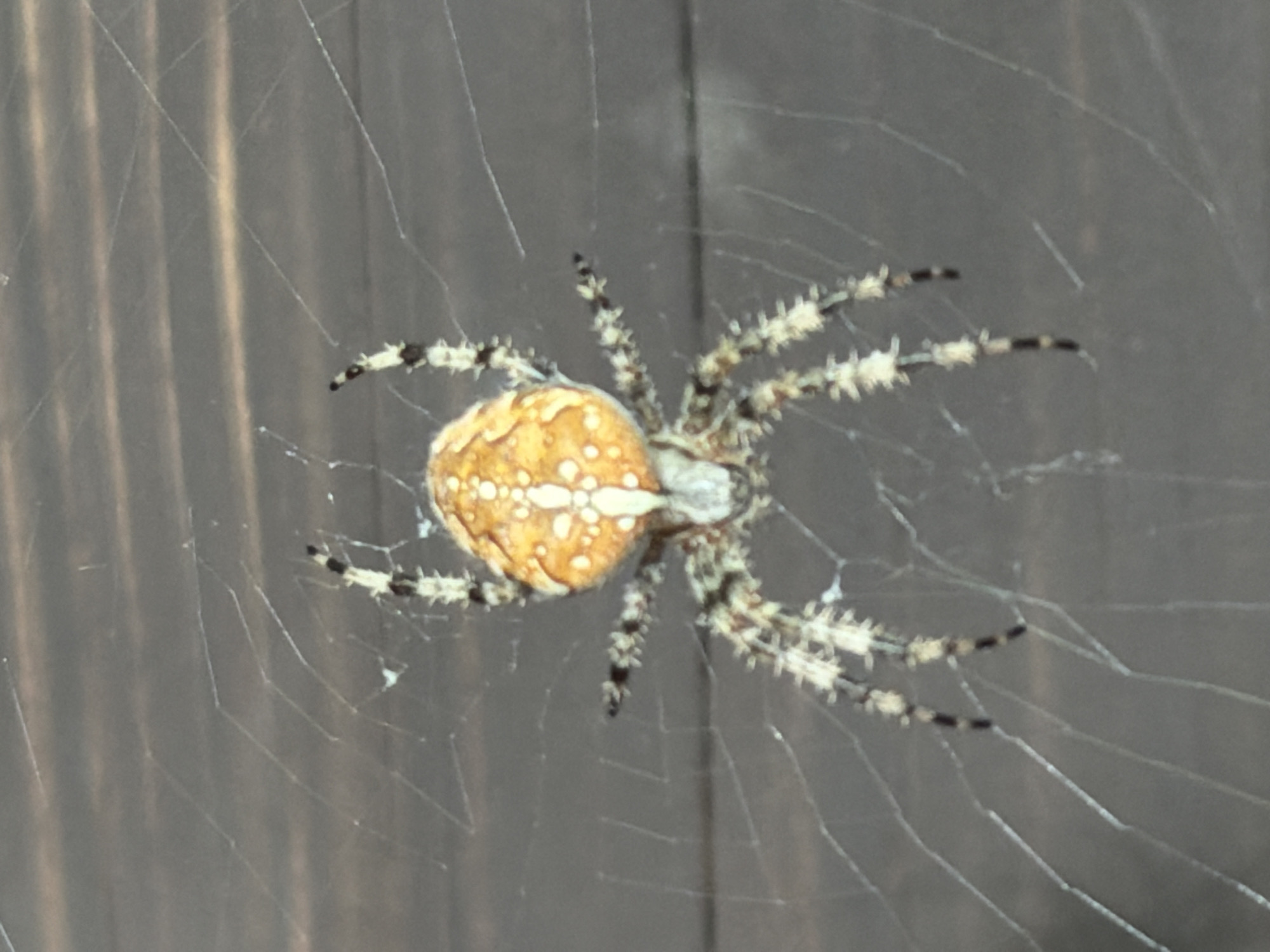 A close-up, overhead shot shows a European garden spider (Araneus diadematus) resting on its web. The spider's abdomen is a vibrant orange-yellow with a distinct white cross pattern. Its legs are striped with black and cream, and covered in fine hairs. The web is intricately spun and catches the light, suspended against a dark, wooden background that appears to be part of a fence or deck. The image provides no information about the city of Tashtagol, Russia.