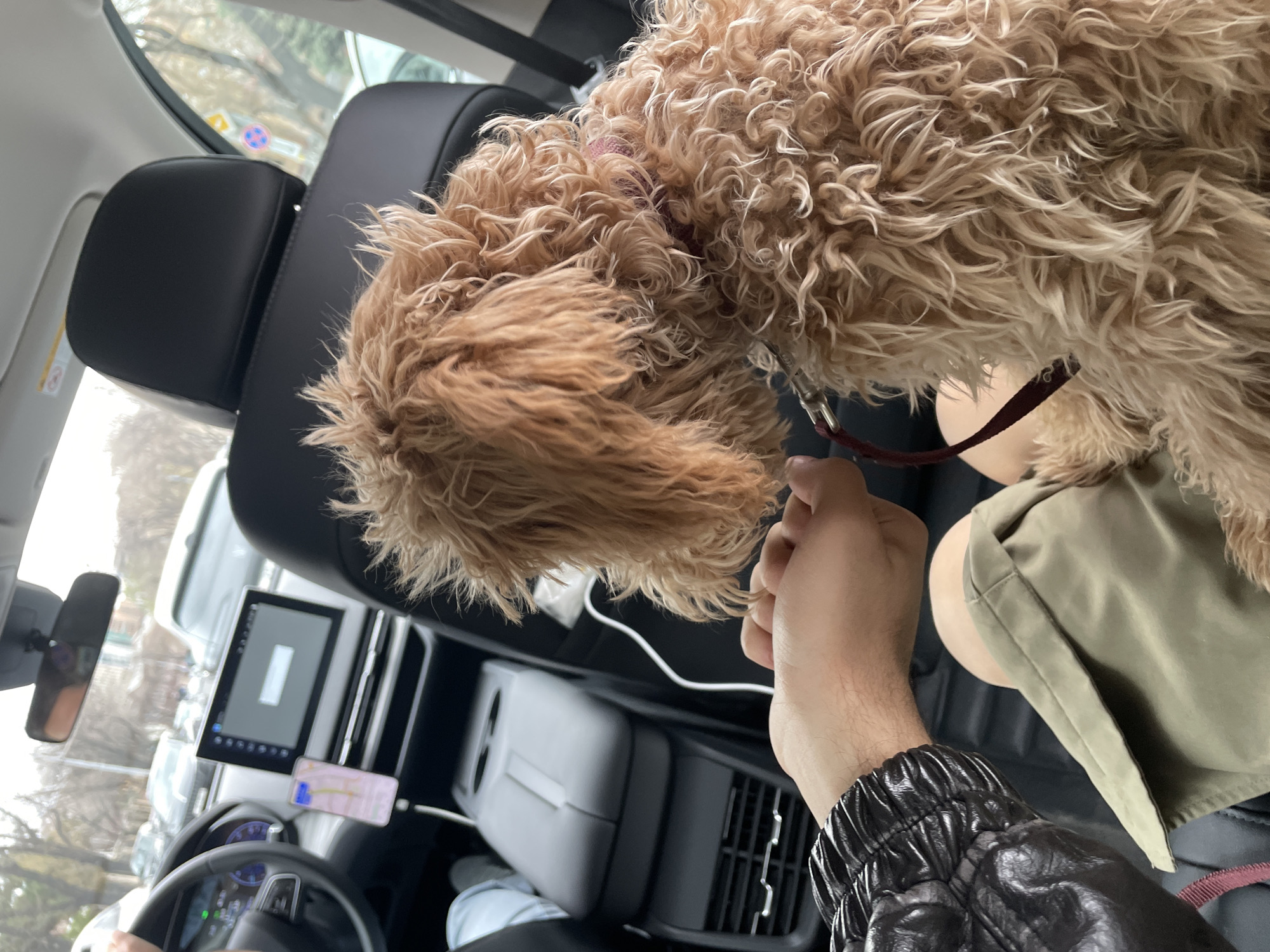 A medium shot inside a car shows a furry, light-brown dog leaning over the front passenger seat. The car is in Yerevan, Armenia, as indicated by the road sign visible through the windshield. A person with olive skin and wearing a black jacket and khaki shorts is holding the dog's leash. The car's dashboard and central console are visible, including a digital display screen and a smartphone mounted below it.