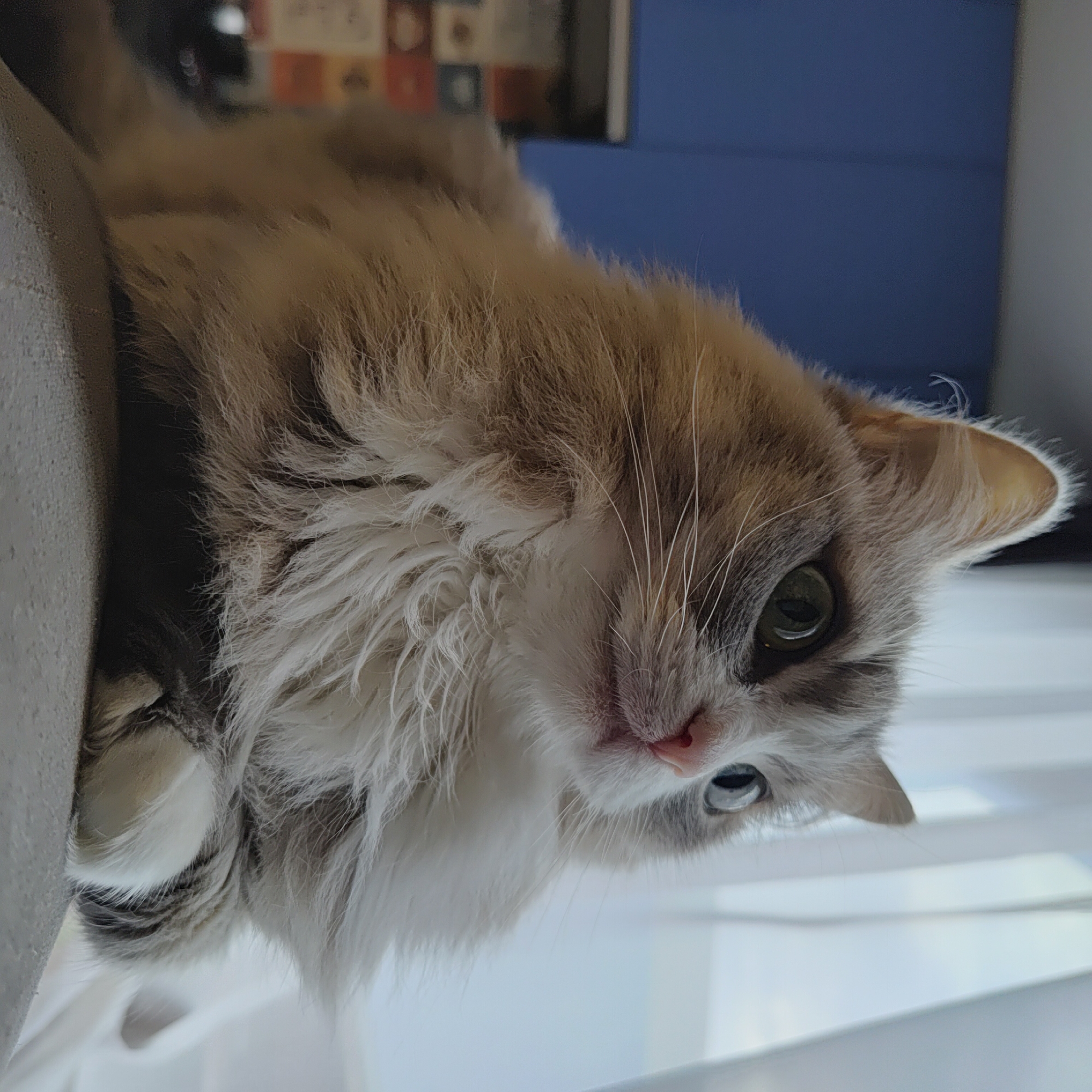 A long-haired cat with grey and white fur is resting on a grey surface, possibly a sofa. The cat has green eyes and its paws are tucked underneath its body. In the background, a blue cabinet is visible, along with a window with white curtains. The image appears to be taken indoors, in a domestic setting. No specific location in Марковский, Russia is identifiable.