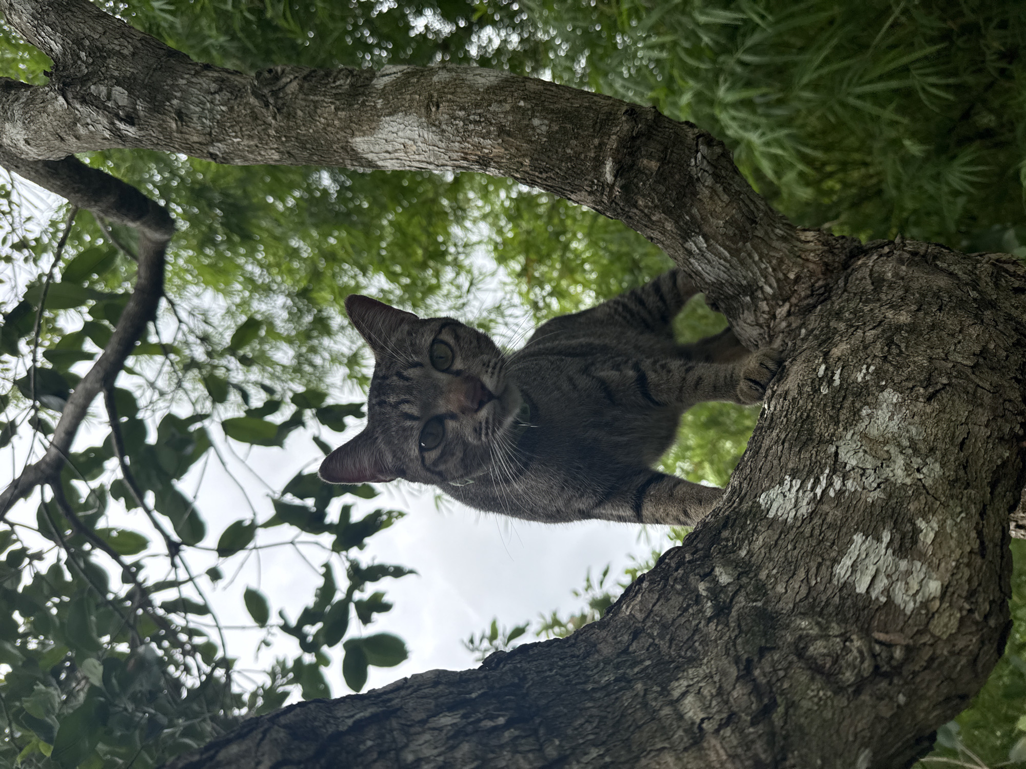 The image shows a tabby cat perched on a thick tree branch, looking down at the camera. The cat is grey with black stripes and has green eyes. Its body is partially visible, with its front paws gripping the bark of the tree. The perspective is from below, looking up at the cat and the tree. Lush green foliage and branches of the tree surround the cat, with a cloudy sky visible through the leaves. The lighting suggests it is daytime. The scene is set in a natural, outdoor environment, possibly a garden or a forest. The cat's gaze appears curious and direct, creating a sense of connection with the viewer. The rough texture of the tree bark is detailed, with patches of lichen adding to the natural aesthetic. No text is visible in the image. The location context indicates this scene is from Ko Pha-ngan District, Thailand.