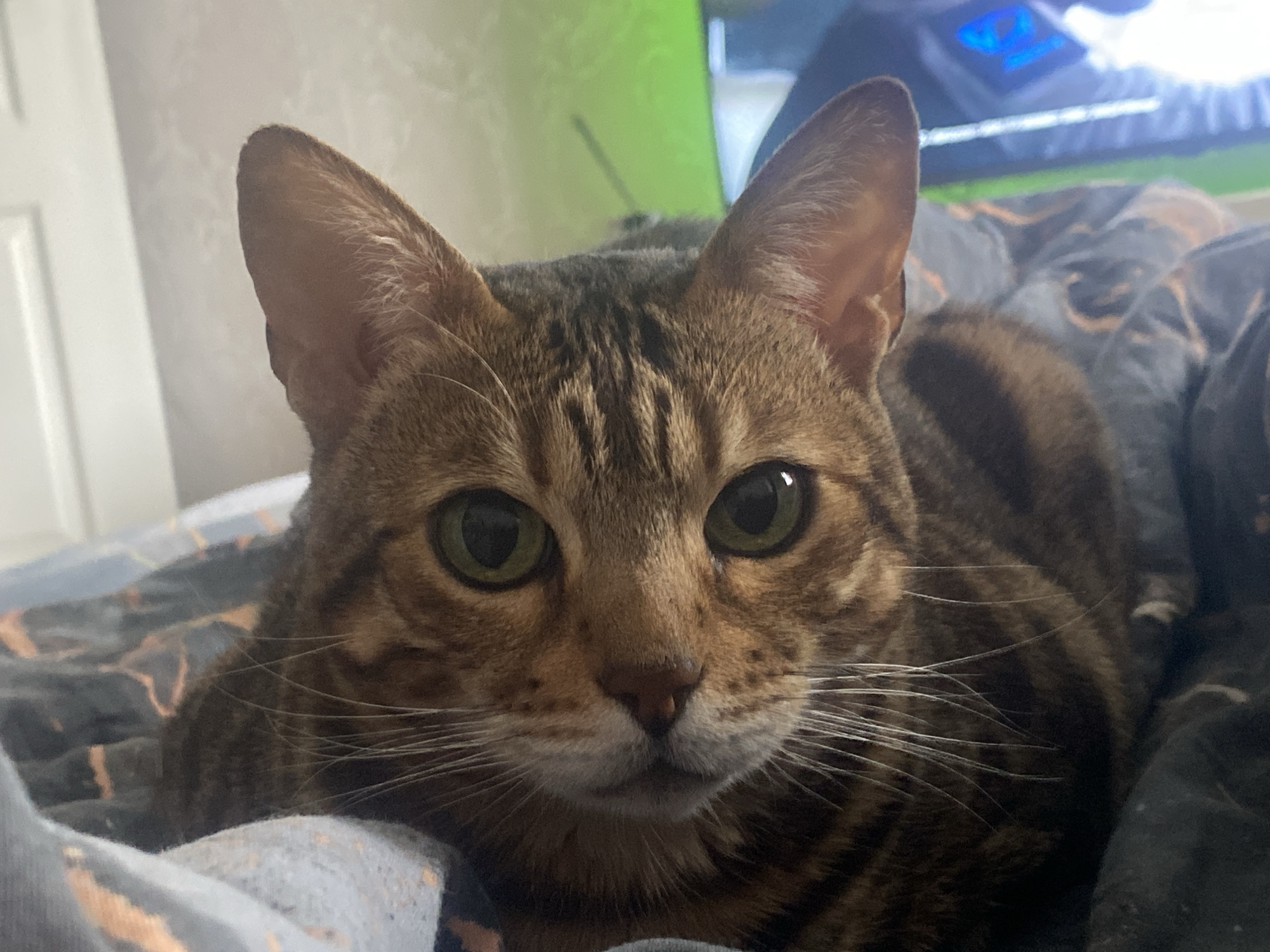 A close-up, eye-level shot features a brown tabby or Bengal cat with striking green eyes, dark stripes, and prominent white whiskers. The cat is looking directly at the camera with an alert and calm expression. Its large, pointed ears are erect.
The cat is lying on a patterned blanket or duvet cover, which has a dark base with abstract, irregular orange or light brown shapes. In the background, to the left, a light-colored wall or door is partially visible. To the right, behind the cat's head, there is electronic equipment or a screen emitting bright green and blue light, suggesting an indoor setting with artificial illumination or a bright display. No specific time of day is discernible, and there are no external weather cues. There is no visible text in the image. The location context for the image is Chaikovsky, Russia.