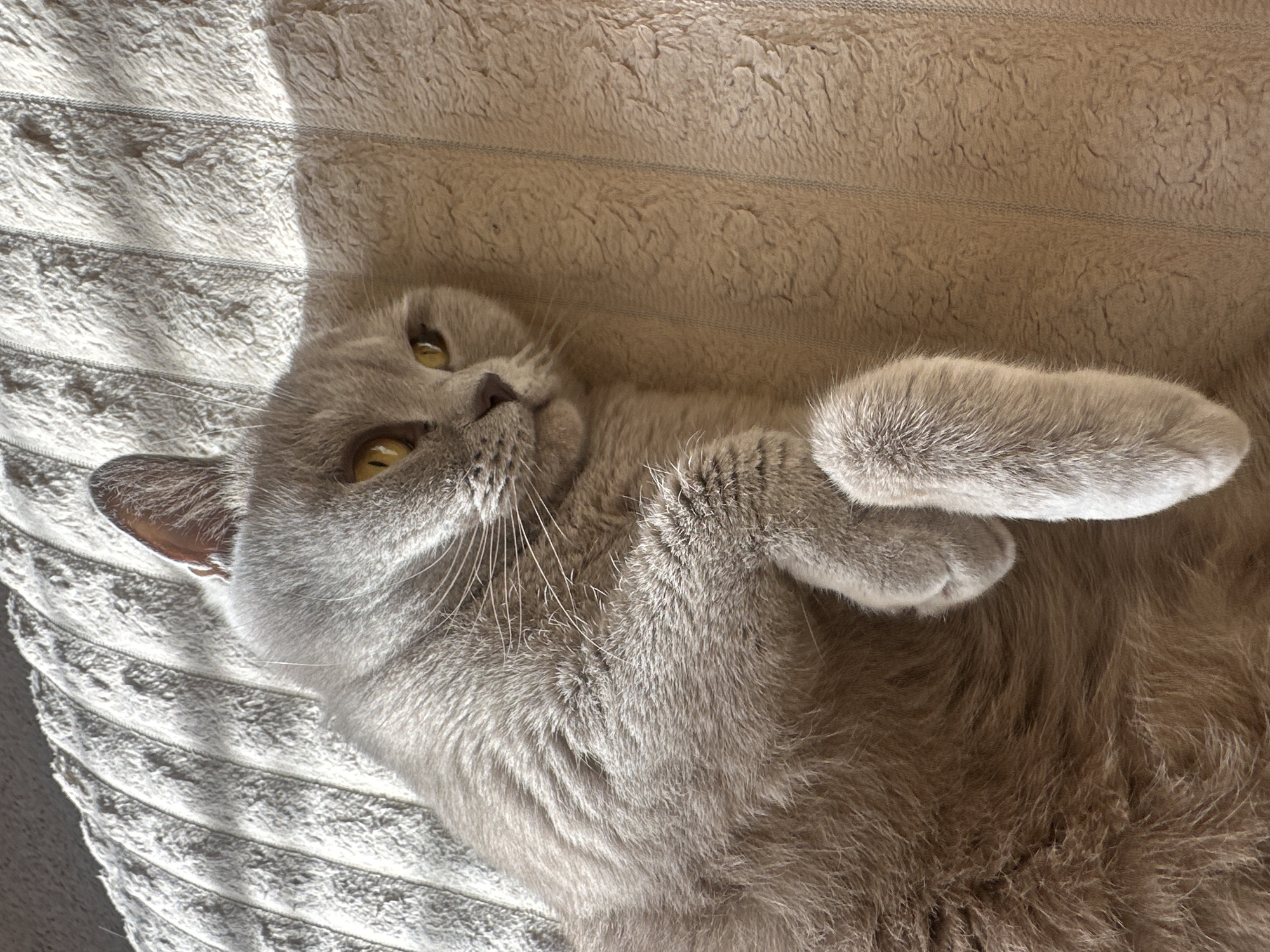 A light gray cat with yellow eyes is lying on its back on a light-colored, textured surface. The cat has its paws curled inward and appears relaxed. Sunlight is visible in the upper left corner of the image. There is no information in the image to indicate this photo was taken in Ternopil, Ukraine.