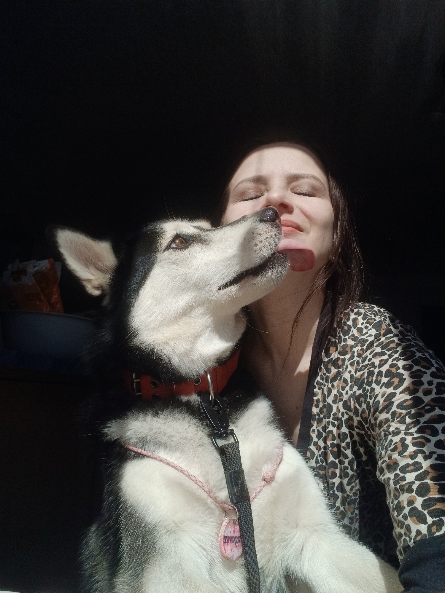 An adult woman and a black and white Husky dog are captured in a close-up, affectionate moment. The woman, with closed eyes and a slight smile or grimace, has dark hair and is wearing a leopard print top. The Husky, wearing a red collar and a black leash with a pink dog tag, is actively licking her chin and mouth area with its tongue extended.
The strong, directional natural light from the top right illuminates the subjects, creating a high-contrast scene against a dark, undifferentiated background, suggesting an indoor setting, possibly near a window during the daytime. To the left of the dog, in the dimly lit background, a light-colored bowl or container holds several small, orange-colored packages, possibly snacks.
The visible text on the pink dog tag reads "SYMBIOT", though it's partially obscured. The overall emotion conveyed is one of joy and affection between the woman and her dog. The image captures a candid moment of interaction, with the dog's loyalty and the woman's comfort evident. This scene takes place in Rusalevka, Russia.