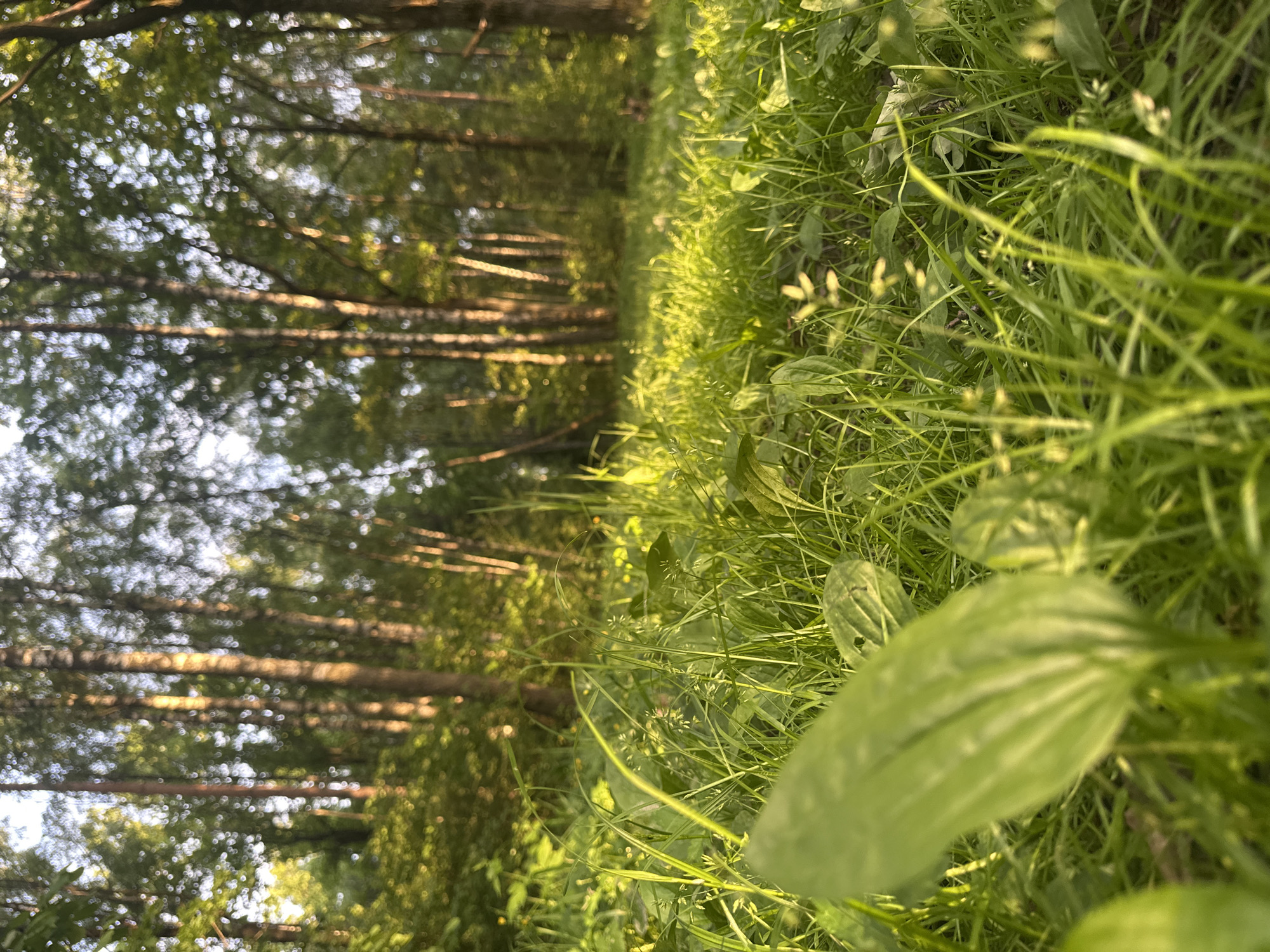 The image depicts a ground-level view within a wooded area, likely a forest or park, in Fryazino, Russia. Tall, slender tree trunks line the left side of the frame, ascending upwards out of focus with foliage blending into the sky. On the right side, dense green grasses and various plants fill the foreground. A large, somewhat blurred leaf dominates the lower portion of the right side of the image. The light suggests either early morning or late afternoon.