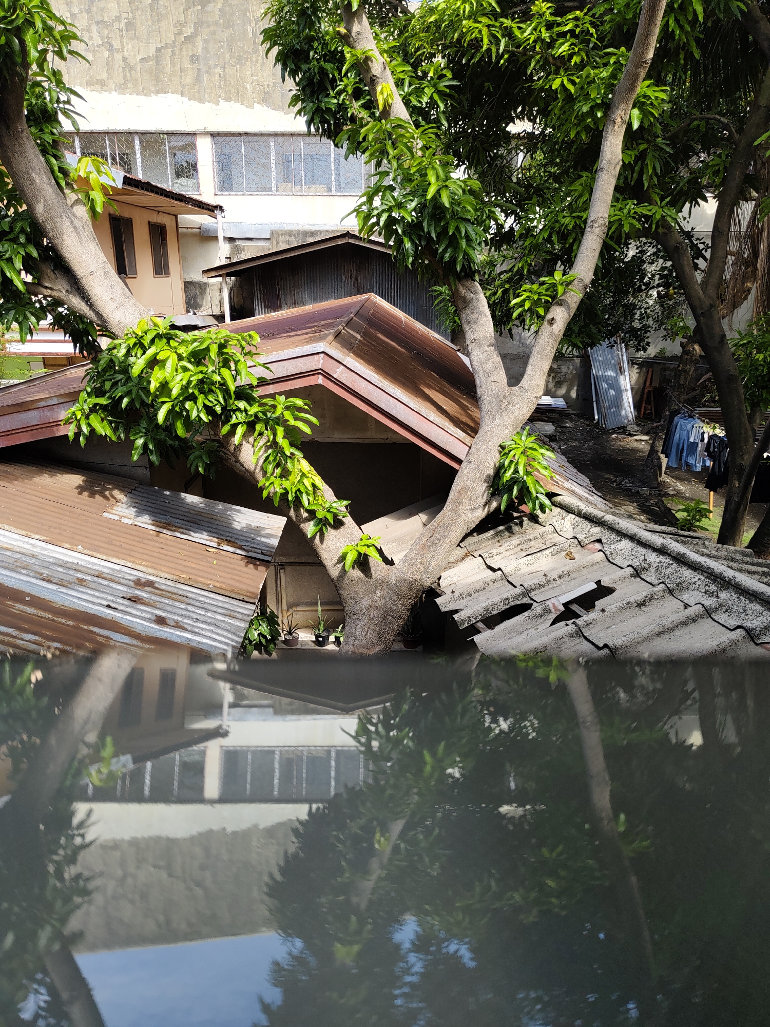 This image captures a complex urban landscape in Davao City, Philippines, where nature and human structures are closely intertwined. The central subject is a large, mature tree with prominent, light-colored trunks and dense green foliage, which appears to be growing through and around several buildings and roofs.
In the mid-ground, multiple roofs are visible. One is made of rusty brown corrugated metal sheets, showing signs of wear and age, with a section adapted to accommodate a tree trunk passing through it. Another roof, crafted from grey, overlapping tiles, also exhibits deterioration with some damaged or missing pieces. Further back, a beige-colored building with several rectangular windows and an overhang is partially obscured by the tree. High in the background, a larger building features a long expanse of patterned glass windows, situated beneath a textured concrete wall.
The lower part of the image is dominated by a dark, reflective surface, likely a body of water or a large puddle. This surface mirrors the upper scene, showing distorted reflections of the tree, parts of the buildings, and glimpses of a blue sky.
The background elements depict everyday life in the area: a clothesline strung with drying laundry, various corrugated metal sheets leaning against a wall, and a metallic ladder. Several potted plants are neatly arranged on a ledge or roof near one of the tree trunks. The scene is illuminated by bright natural light, indicating daytime with clear or partly cloudy weather. The image conveys a sense of the vigorous integration of nature within the built environment, characteristic of a tropical urban setting. No visible text is present.