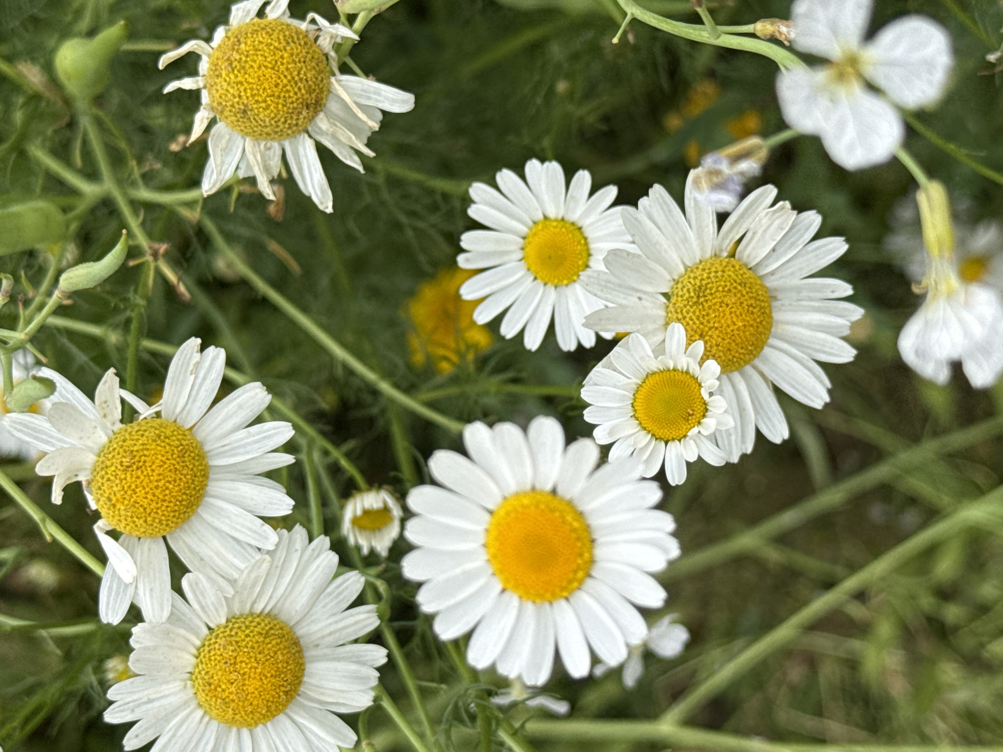 This is a close-up, vertical, eye-level shot of several daisies with bright yellow centers and white petals, interspersed with green foliage. The daisies are in varying states of bloom, with some appearing fresh and others showing signs of wilting. Several small green seed pods are visible on stems in the background, along with some out-of-focus yellow flowers. The overall scene suggests a natural, uncultivated setting. There are no people or man-made objects in the frame. The image composition is dense with floral elements, creating a soft and organic feel. The light appears to be natural daylight, illuminating the flowers from above and slightly to the side.