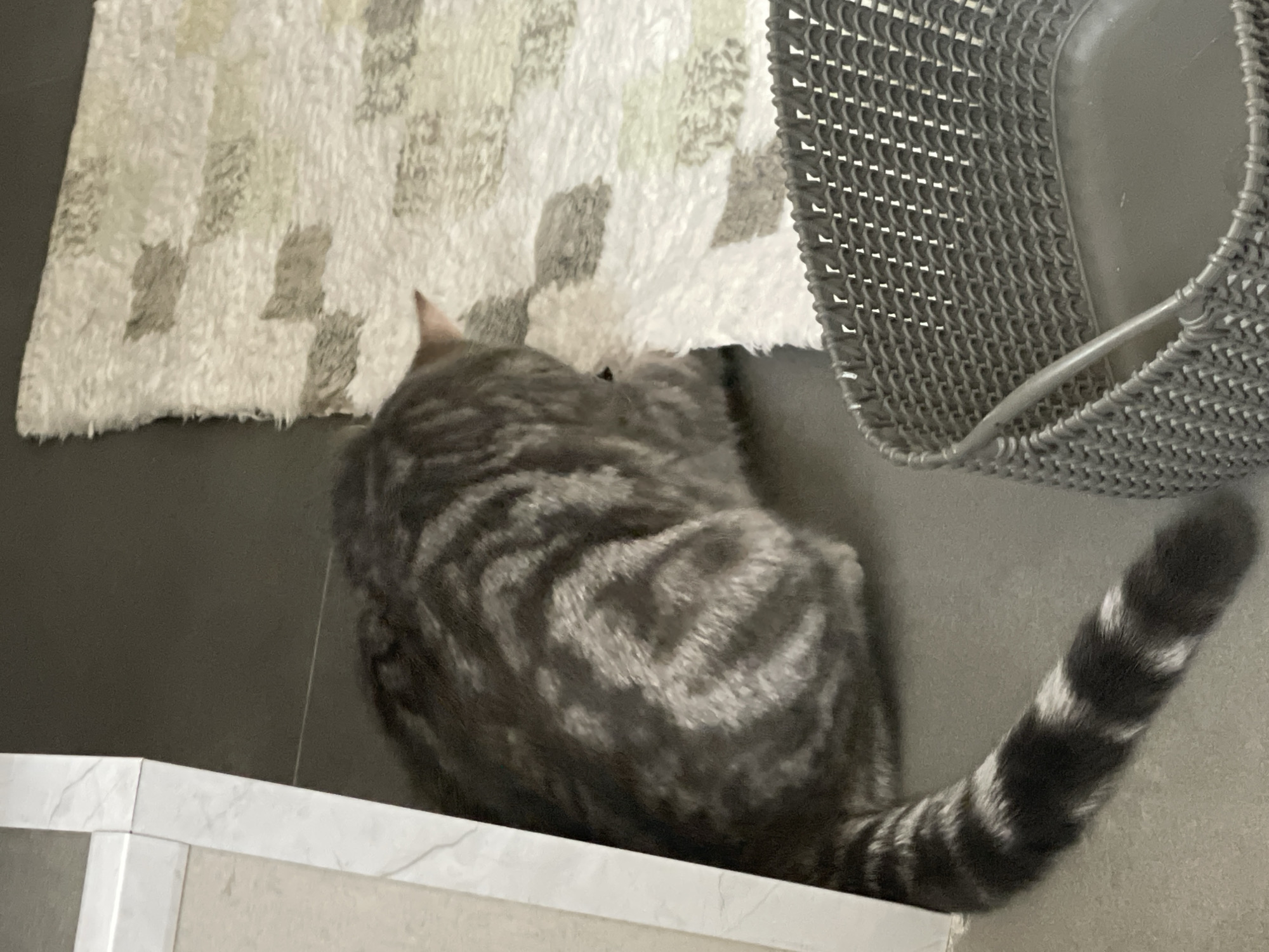 A grey tabby cat with dark stripes is partially visible, tucked in the corner between a white and grey marbled structure and a textured rug. The cat's tail, also striped, extends to the left of the frame. In the foreground, a grey woven basket with a handle is positioned on a grey floor. The scene is indoors, with a neutral color palette. The location in Umm Al Quwain, United Arab Emirates, is not visually discernible from the image itself.