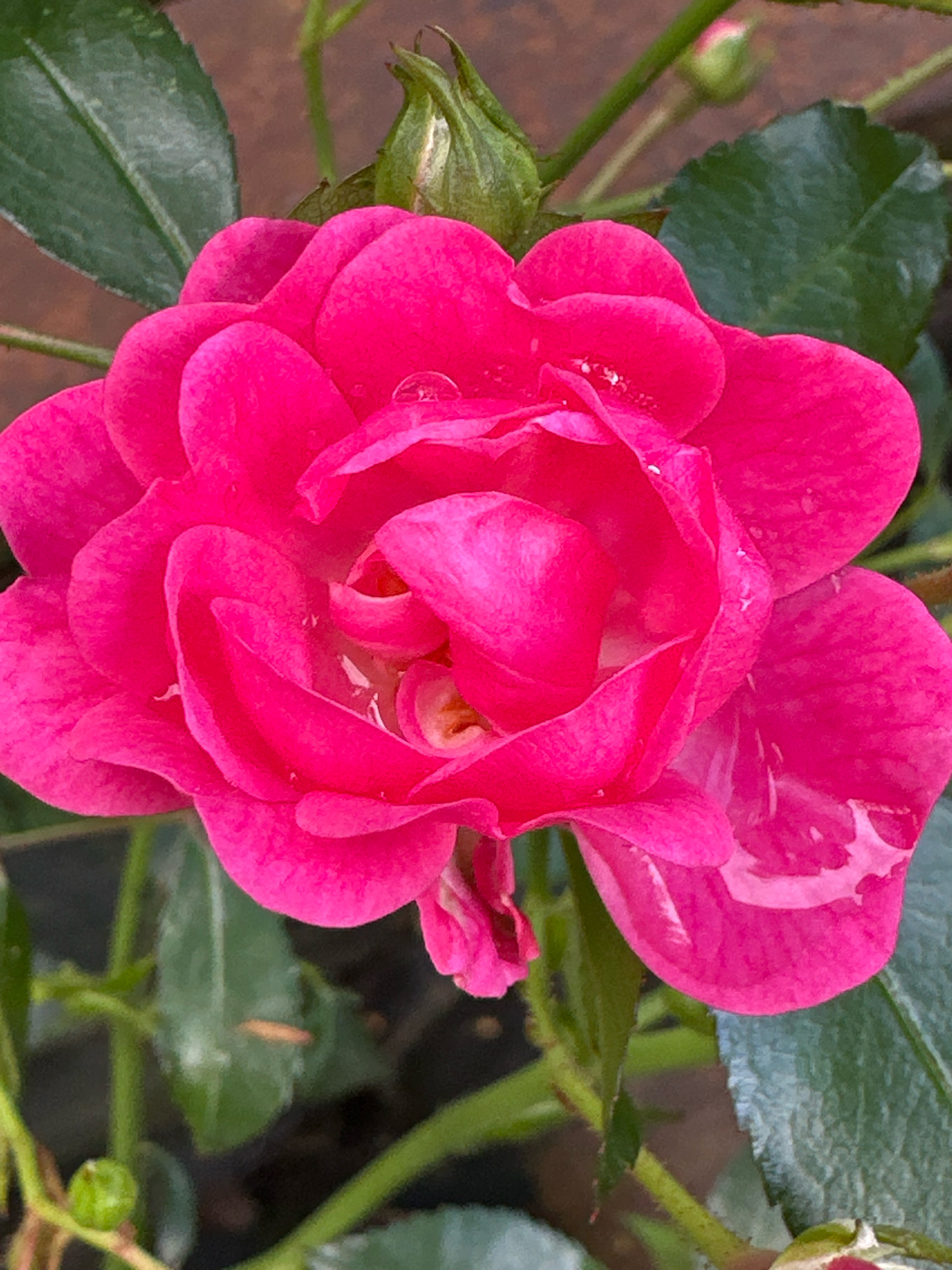 This is a close-up, eye-level, vertical shot of a bright pink rose in bloom. The rose is the central subject, with its petals unfurling in layers. There are water droplets visible on some of the petals, indicating recent moisture, possibly from rain or dew. The rose is positioned against a blurred background of green foliage and a hint of a brown, possibly wooden, surface. A small, green rosebud is visible above and slightly behind the main bloom, along with a stem with small thorns. The lighting is natural, highlighting the vibrant color of the rose and the texture of the petals. This image was captured in Wisła, Poland.