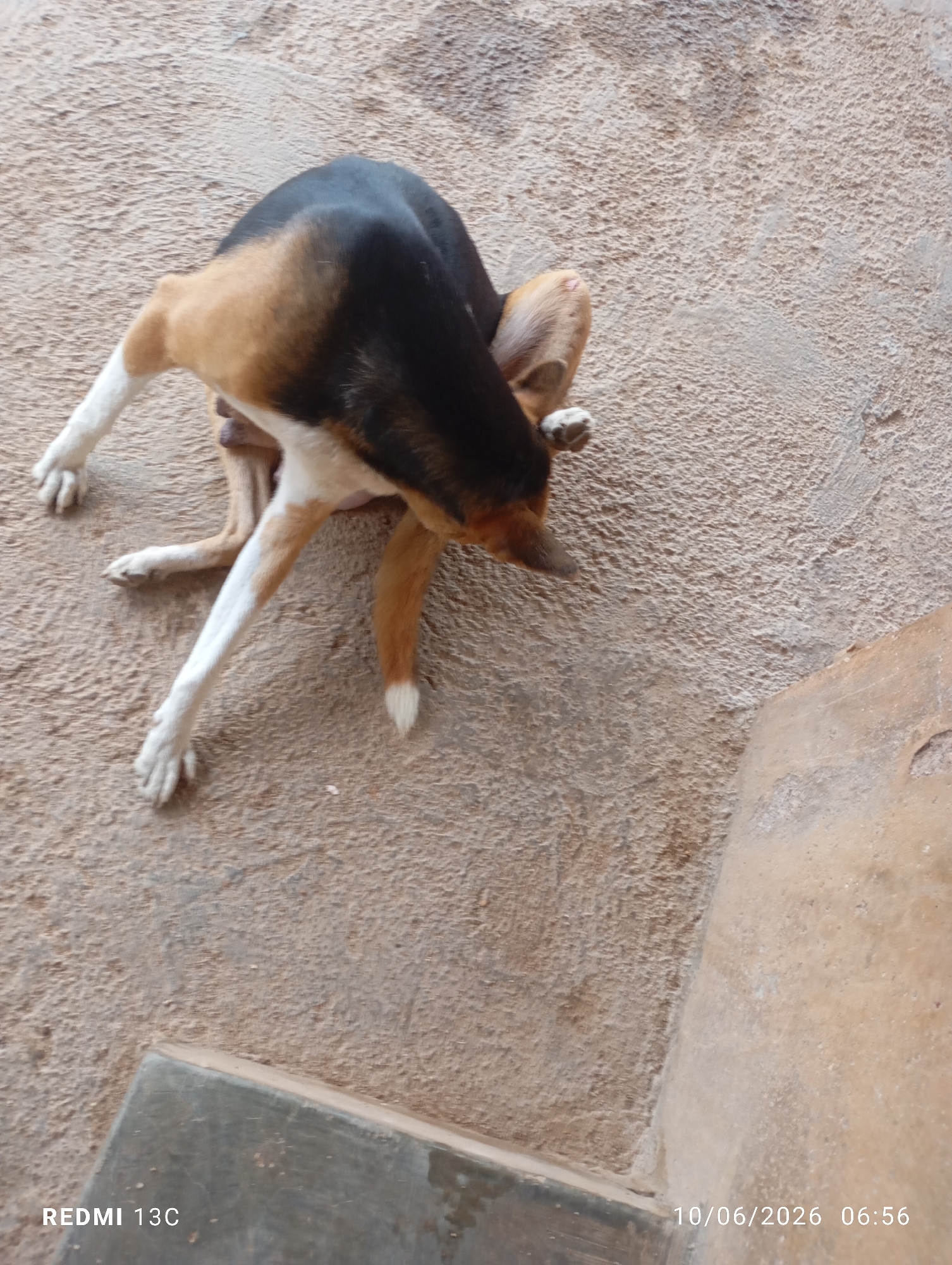 A tricolor beagle dog, with black, tan, and white markings, is lying on a rough, sandy-colored surface, possibly a courtyard or outdoor area. The dog is positioned on its side, with its hind legs bent and front legs extended. Its head is turned towards its back, and it appears to be scratching itself or grooming. The surface is textured and uneven, with some lighter and darker patches. In the lower left corner, a watermark reads "REDMI 13C". In the lower right corner, a date and time stamp displays "10/06/2026 06:56". There are no people visible in the image.