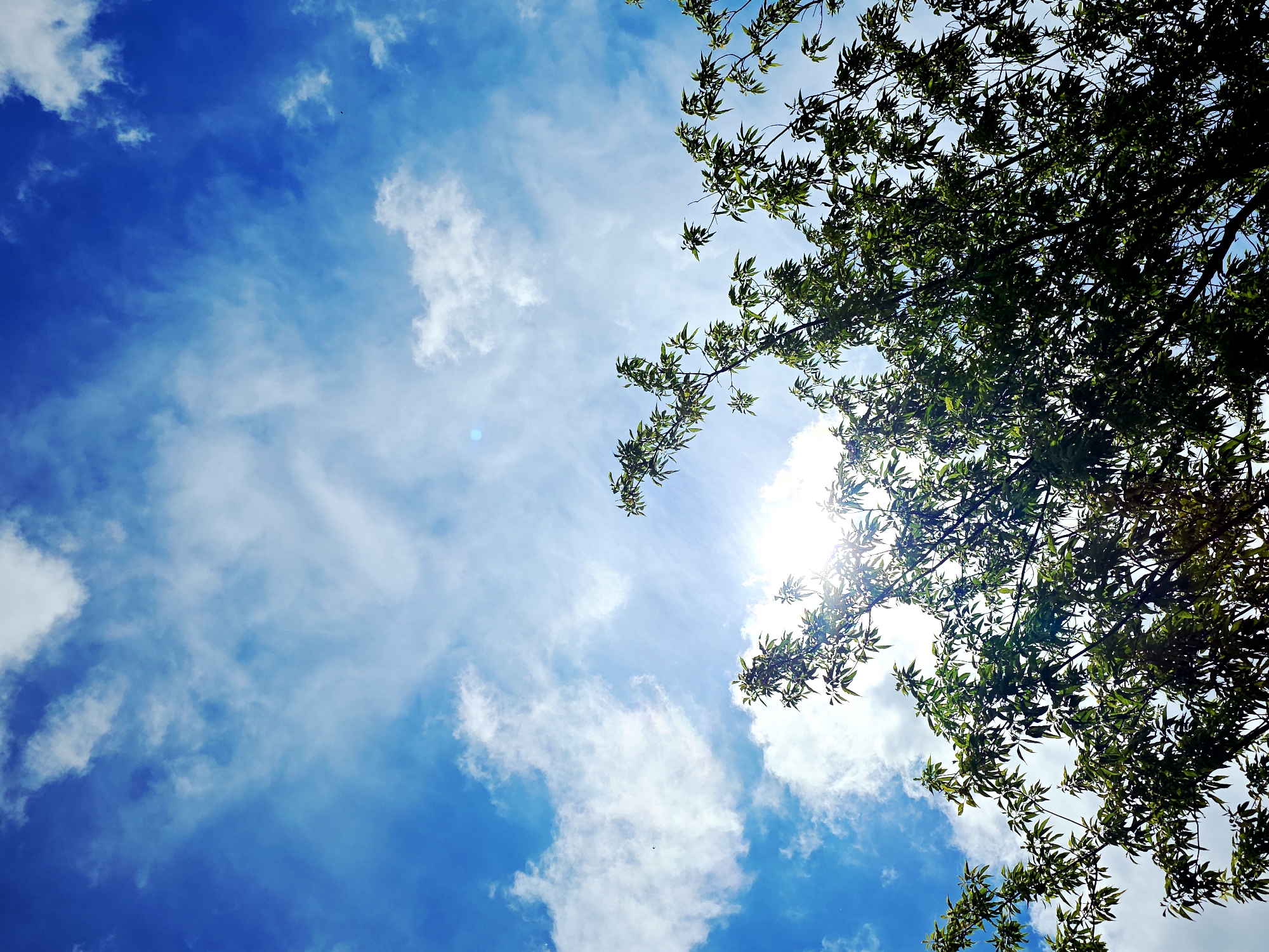 The image presents an upward-looking view of a vibrant blue sky partially covered by scattered white clouds. A tree with green leaves and branches occupies the upper right and right side of the frame, extending somewhat into the top and bottom right. The leaves appear lush and verdant. Bright sunlight, indicated by a strong lens flare and a bright area, pierces through the foliage and clouds on the right side, creating a luminous effect. The sun is not directly visible but its intensity is evident. The sky transitions from a deeper blue at the bottom left to a lighter hue where the clouds are more prevalent. The overall scene captures a bright, natural outdoor environment, likely during the daytime, with clear to partly cloudy weather. No people, objects other than the natural elements, or visible text are present in the image.