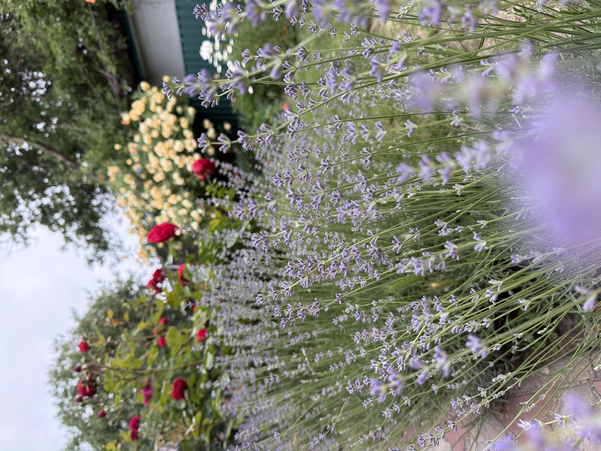 A close-up, low-angle, eye-level shot showcases a dense field of lavender in full bloom, its purple stalks and buds dominating the foreground and midground. The lavender is slightly out of focus in the immediate foreground, with the blooms in the midground appearing sharper. Beyond the lavender, a cluster of red roses is visible on the left, with some yellow roses further in the background to the right. A blurred green structure, possibly a building or fence, is present in the far right background, and overhead, a canopy of green trees and a cloudy sky are discernible. The scene appears to be an outdoor garden setting.