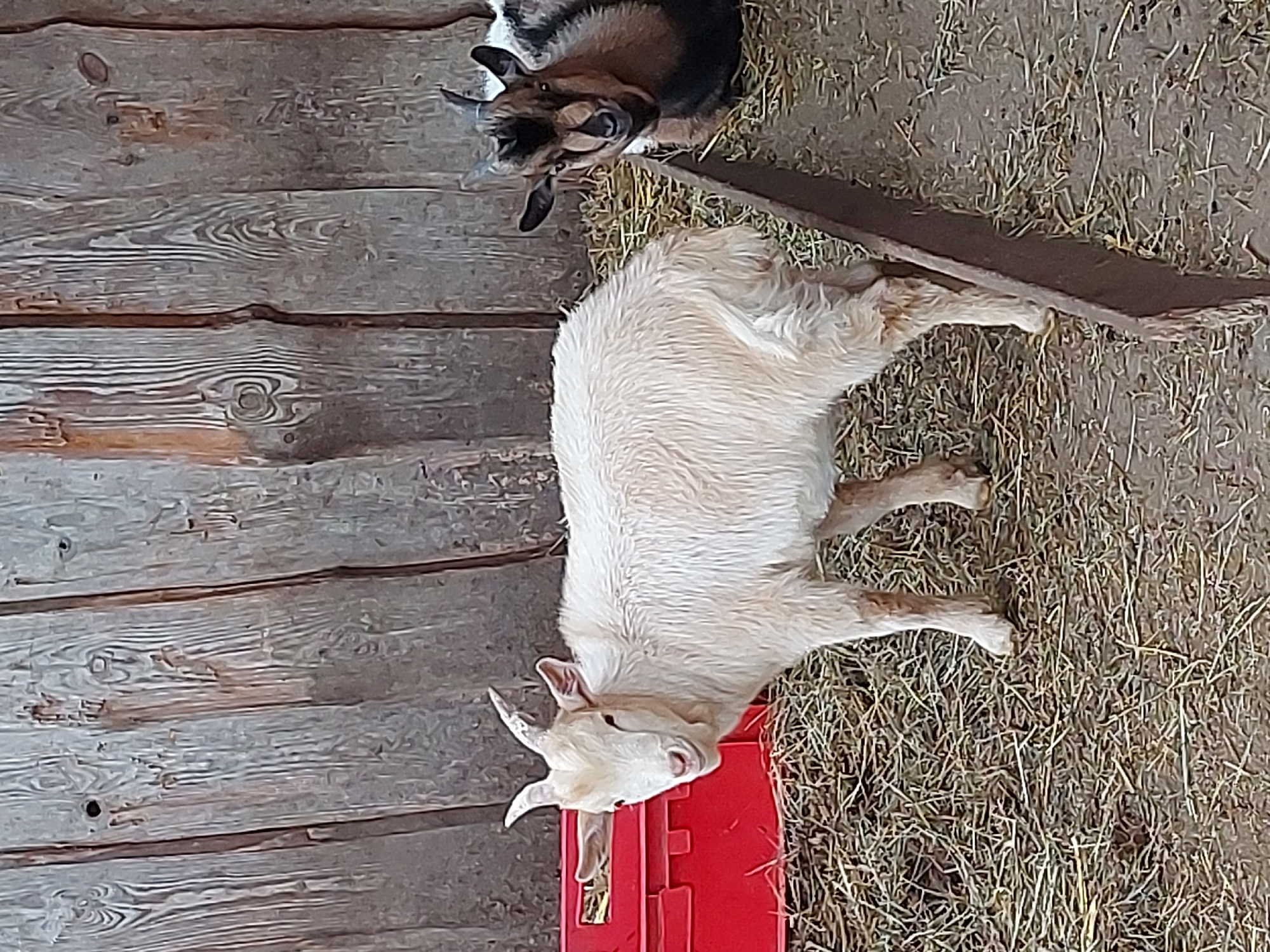 Two goats are in an enclosure with a wooden fence in the background. The goat in the foreground is white and facing the camera. The second goat is brown and black and is lying down in the background. The ground is covered in straw.