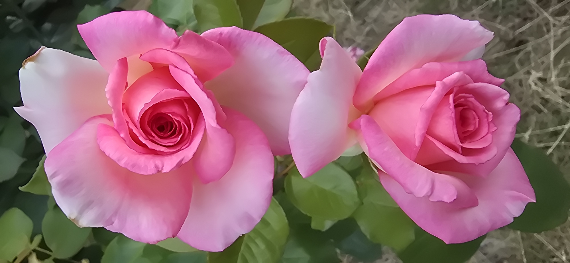 This media file is a close-up, overhead shot of two vibrant pink roses in bloom. The roses are the primary subjects, filling most of the frame. The petals of the roses exhibit a gradient of color, transitioning from a deep, rich pink at the center to a lighter, almost white hue at the edges. The texture of the petals is soft and delicate, with subtle curves and folds.
Behind the roses, lush green leaves are visible, suggesting a garden setting. The background is softly blurred, with hints of dry, straw-like material and some indistinct earth tones, indicating the roses are outdoors. The lighting appears to be natural, possibly from daylight, casting soft shadows and highlighting the glossy texture of the petals. There is no specific time of day or weather indicated, beyond the suggestion of outdoor conditions. No people, text, or specific events are depicted. The overall impression is one of natural beauty and tranquility. The location context provided is Chișinău, Moldova, which adds a geographical reference to the scene.