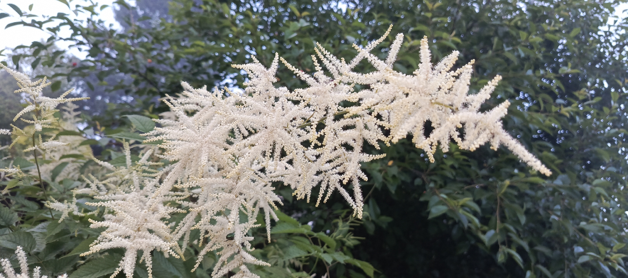 The image is a close-up, eye-level shot of feathery, creamy white flowers blooming on a plant. The flowers are arranged in long, plume-like structures that droop slightly. They are in focus and occupy the majority of the foreground. Behind the flowers, out-of-focus green foliage of trees forms the background. The lighting suggests it is daytime, possibly overcast, as there are no harsh shadows. There are no people or animals visible in the image, and no specific identifiable landmarks within the provided crops that would indicate the location of Мерчалово Снт, Russia. The scene depicts a natural outdoor environment, likely a garden or park.
