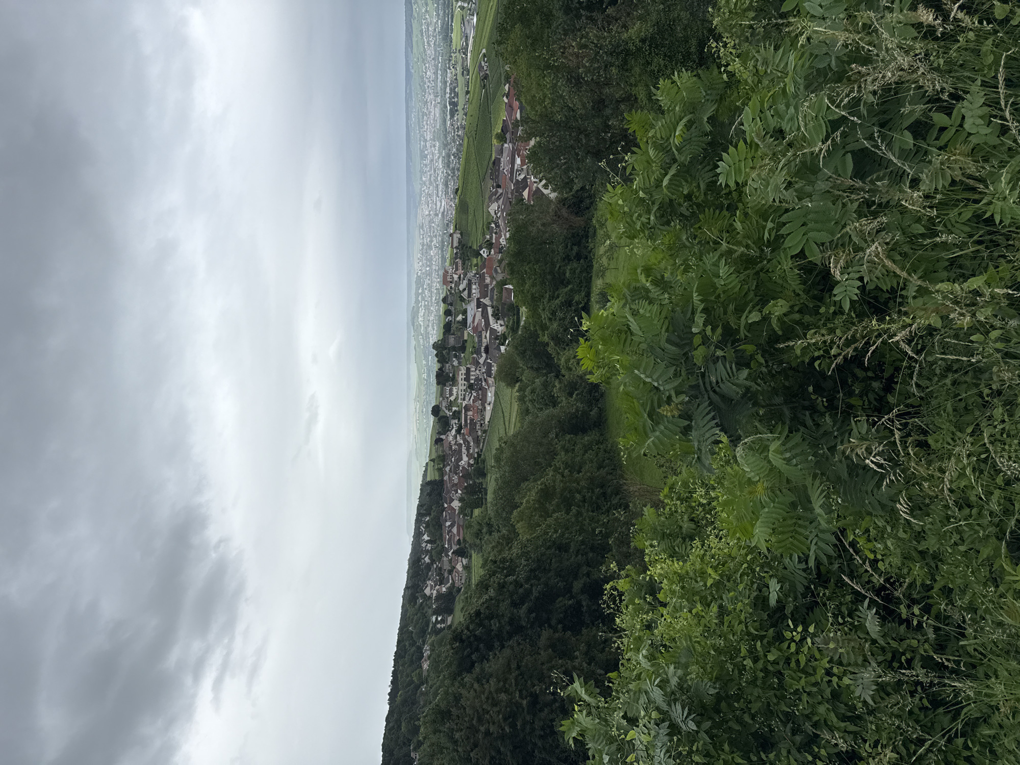 The image displays a panoramic view of a valley and a village, seen from an elevated position amidst dense vegetation. In the immediate foreground, to the bottom and right, a thick layer of diverse green foliage, including broad-leafed plants and some finer grasses, creates a natural frame, suggesting a viewpoint from a wooded or overgrown hillside.
In the midground, a charming European village is visible, sprawling across a gentle slope within the valley. The buildings feature traditional architecture, many topped with reddish or dark-tiled roofs, densely packed together. Surrounding the village are expansive, vibrant green fields, likely vineyards or other agricultural plots, consistent with the location context of Champillon, France. A significant stretch of dark green forest runs along the opposing side of the valley, further delineating the rural landscape.
The background extends into a wider, more distant plain, hinting at further settlements or cultivated land, all beneath an overcast sky. The sky is filled with varying shades of grey clouds, indicating a cloudy daytime setting without direct sunlight. No specific activities or individuals are present, contributing to a serene and peaceful rural atmosphere. There is no visible text in the image.