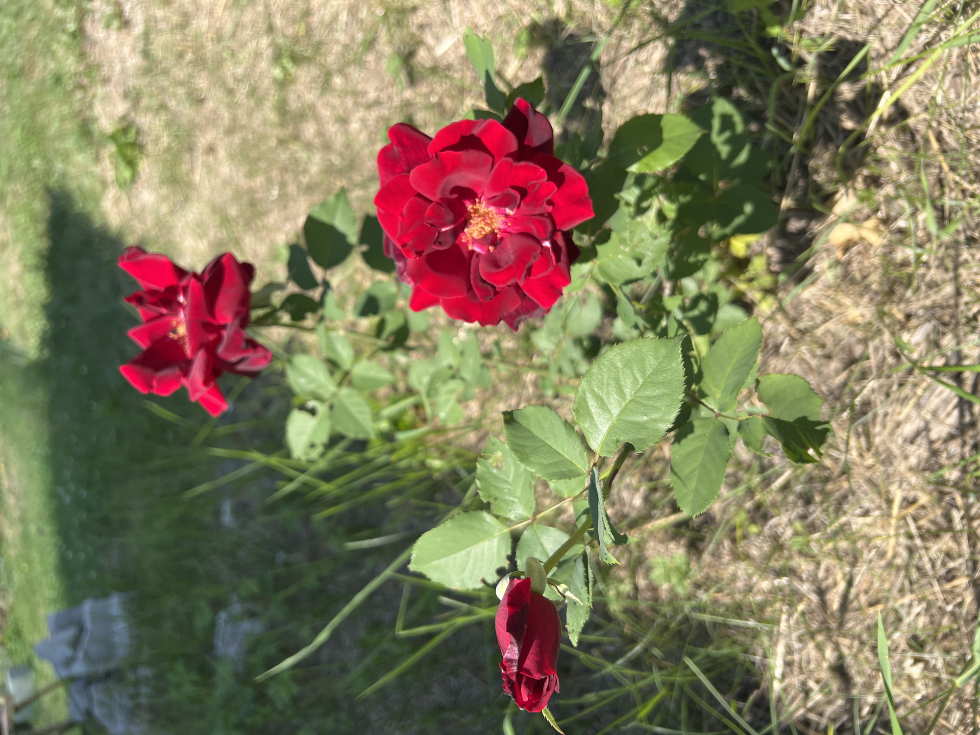 Three red roses are in bloom on a rose bush, with one bud also visible. The roses and leaves are in focus, while the background of dry grass and greenery is blurred. The scene appears to be in a garden or natural outdoor setting. The overall lighting suggests it is daytime, with sunlight casting shadows. There are no people or animals present.
