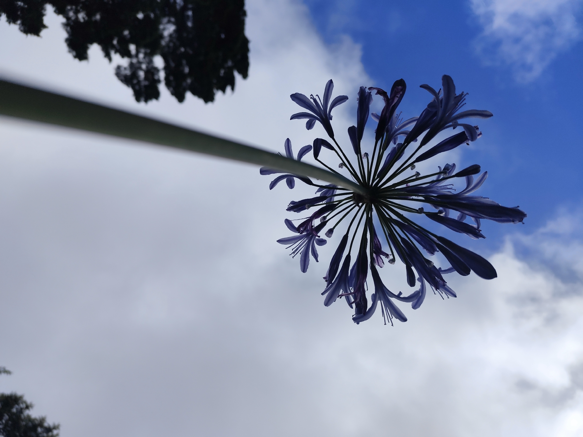 The image captures a low-angle view of a purple Agapanthus flower cluster against a bright blue sky with scattered white clouds. The flower's delicate petals are silhouetted, creating a striking visual against the sky. In the upper left corner, the dark silhouette of tree foliage is visible. The perspective suggests the photo was taken from below, looking up at the flower. The overall scene evokes a feeling of nature and open sky, with the flower being the prominent subject. There is no indication of the city of Da Lat, Vietnam, or any people present in the image.