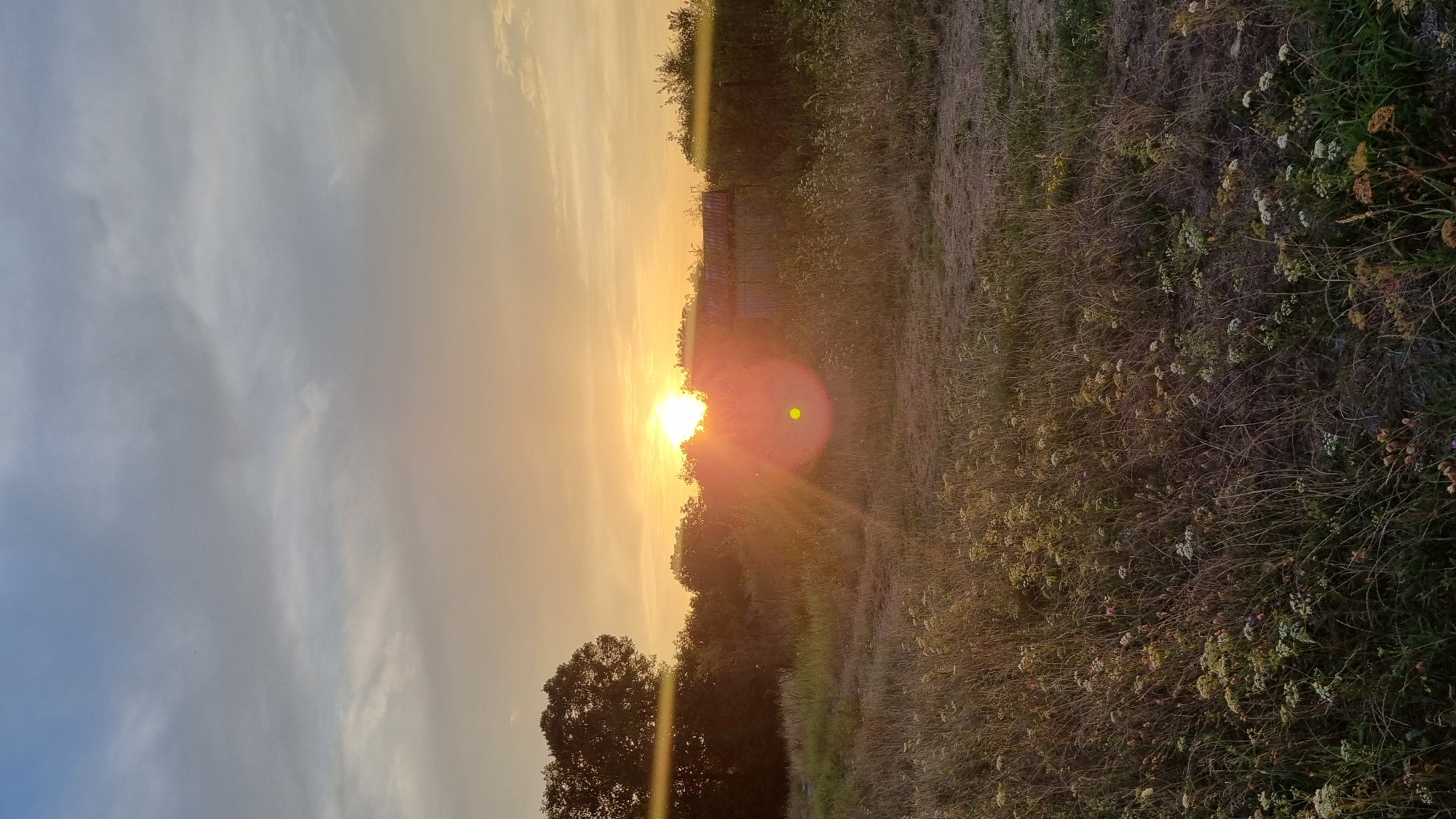 The image depicts a rural scene in Berehove, Ukraine, at sunset. The sun is low on the horizon, casting a warm, golden glow across the sky and landscape. Clouds are present, with some darker, more textured clouds towards the top left, transitioning to lighter, wispy ones closer to the sun.
In the foreground, a field of dry, tall grass and wildflowers is visible. The grass is predominantly brown and tan, with scattered white and yellow blossoms. The terrain appears uneven, with patches of bare earth.
A dense line of trees and bushes forms a backdrop to the field, with a large, dark tree on the left. Behind the trees, a small, weathered building with a corrugated metal roof is partially visible. The building is simple and appears to be of a utilitarian nature, possibly an outbuilding or shed.
Lens flare is present due to the direct sunlight, manifesting as a bright circular or polygonal glare with a green dot within it, located slightly to the right of the center of the image. Sun rays are also visible emanating from the sun. The overall atmosphere is peaceful and serene, characteristic of a rural sunset.