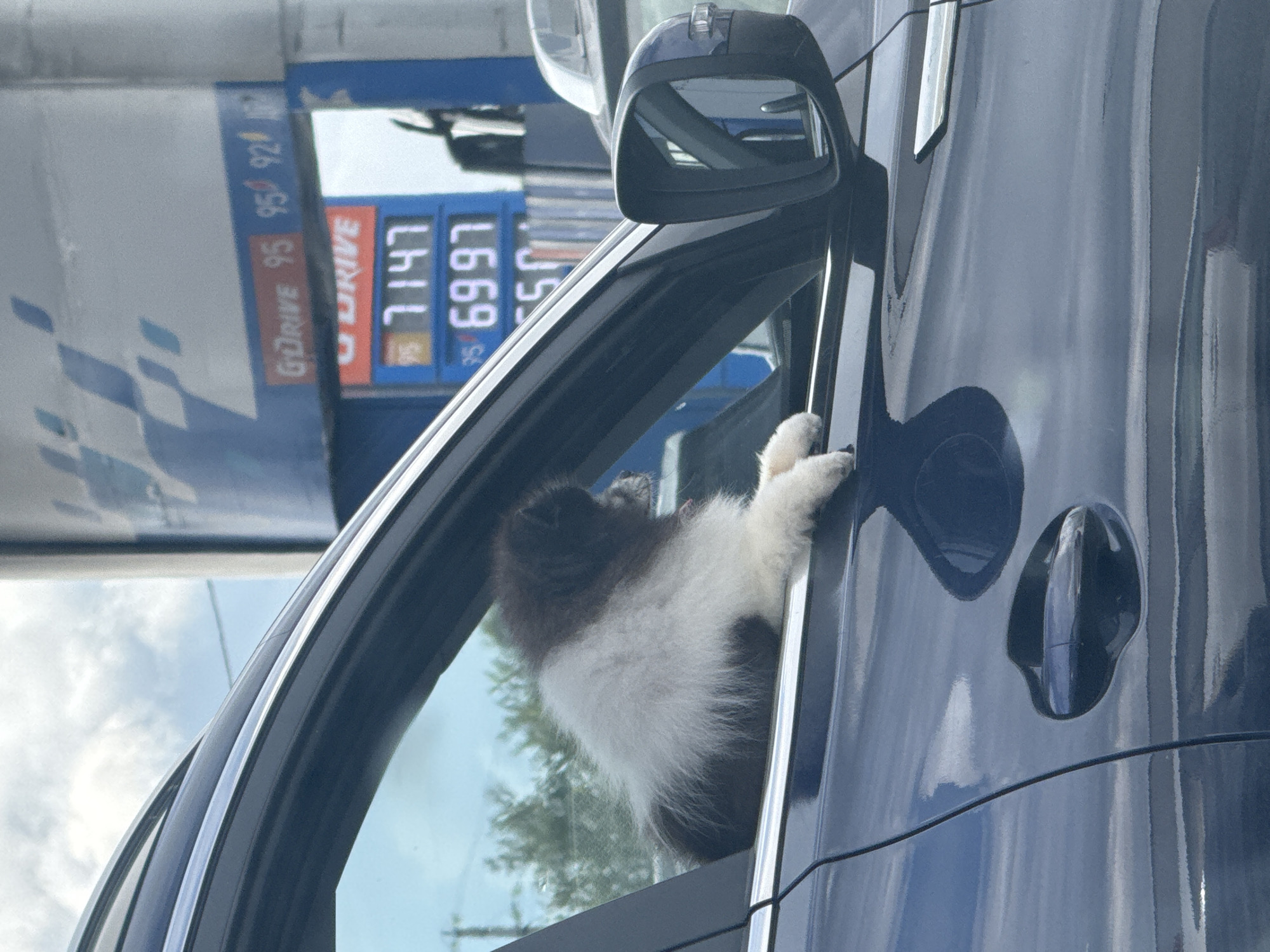 The image captures a close-up view of the side of a dark blue car parked at a gas station. A small dog with black and white fur is resting its head and paws on the car's windowsill, looking out. In the background, a gas pump display is visible, showing fuel prices. The digital numbers on the pump read "95", "7147", "6997", and "50". The sky is overcast with some blue patches. The scene is devoid of any specific landmarks that would indicate the city of Ust'-Syny, Russia, or any other particular urban location.