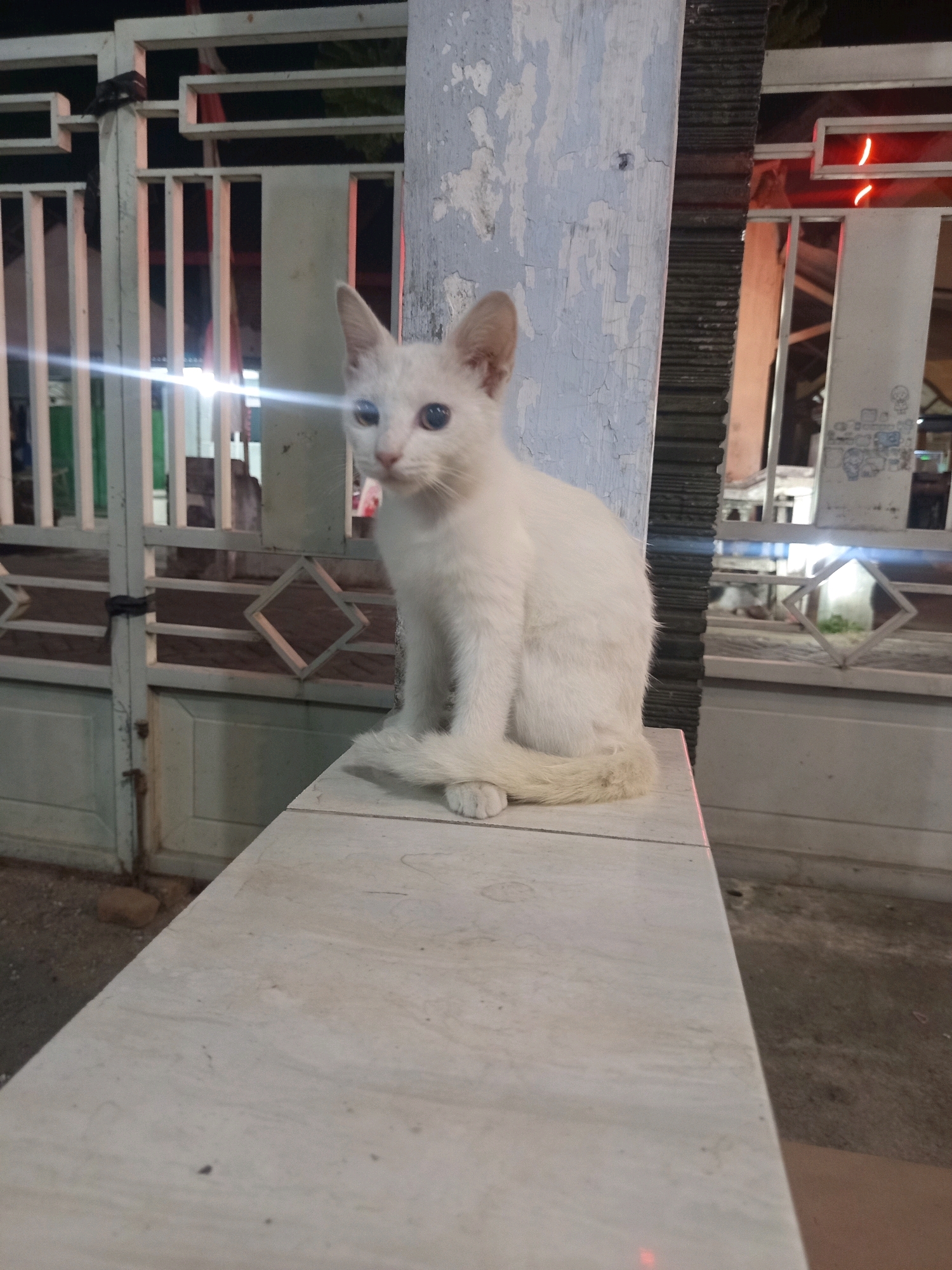 A white cat with blue eyes sits on a marble ledge in front of a metal gate. The cat is facing left and looking slightly upwards. The gate is painted white and has diamond-shaped cutouts. Behind the gate, there is a building with red lights and a barred window. The environment appears to be outdoors at night, with artificial lighting present. The image is taken in Ngastemi, Indonesia.