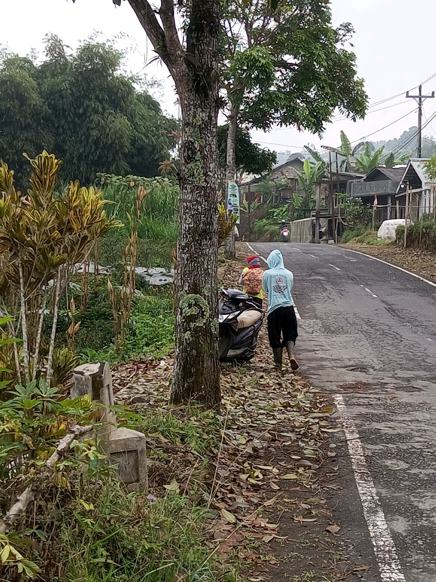 In Keseneng, Indonesia, on a grey, overcast day, a paved road curves through a semi-rural landscape. The road is wet, reflecting the sky, and has a white dashed line marking the edge. A tree trunk with lichen grows on the left side of the road, its leaves forming a canopy overhead. Scattered dry leaves litter the roadside.
Two individuals are on the left side of the road. The person closer to the viewer is wearing a blue hooded jacket with a symbol on the back, black pants, and dark boots. This person is walking away from the camera towards the road. Next to them, a scooter is parked. A black garbage bag is also present. To the left of the individuals, a patch of green foliage and some ornamental plants with yellow and green leaves are visible, as well as two concrete markers.
In the background, a motorcycle is seen traveling away from the camera on the road. Beyond the road, houses with dark roofs and walls are visible, interspersed with banana trees and other vegetation. Further in the distance, a hillside covered in trees and vegetation rises against the cloudy sky. Utility poles with wires are also present in the background. The overall scene suggests a slightly damp and cool atmosphere.